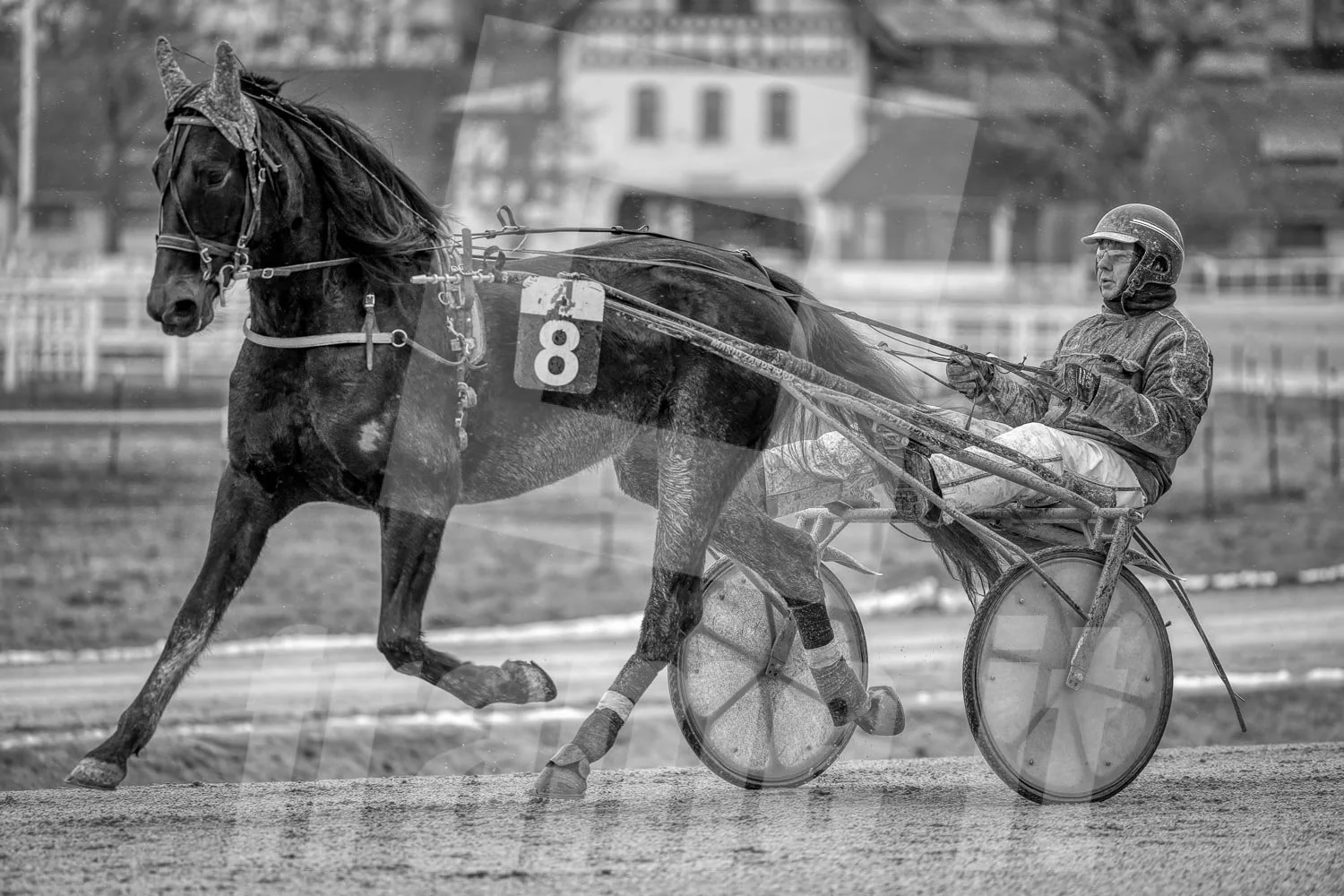 Schwarz-weiss Foto eines Trabrennpferdes, mit einem Trabrennfahrer auf der Trabrennbahn in der Wiener Krieau.