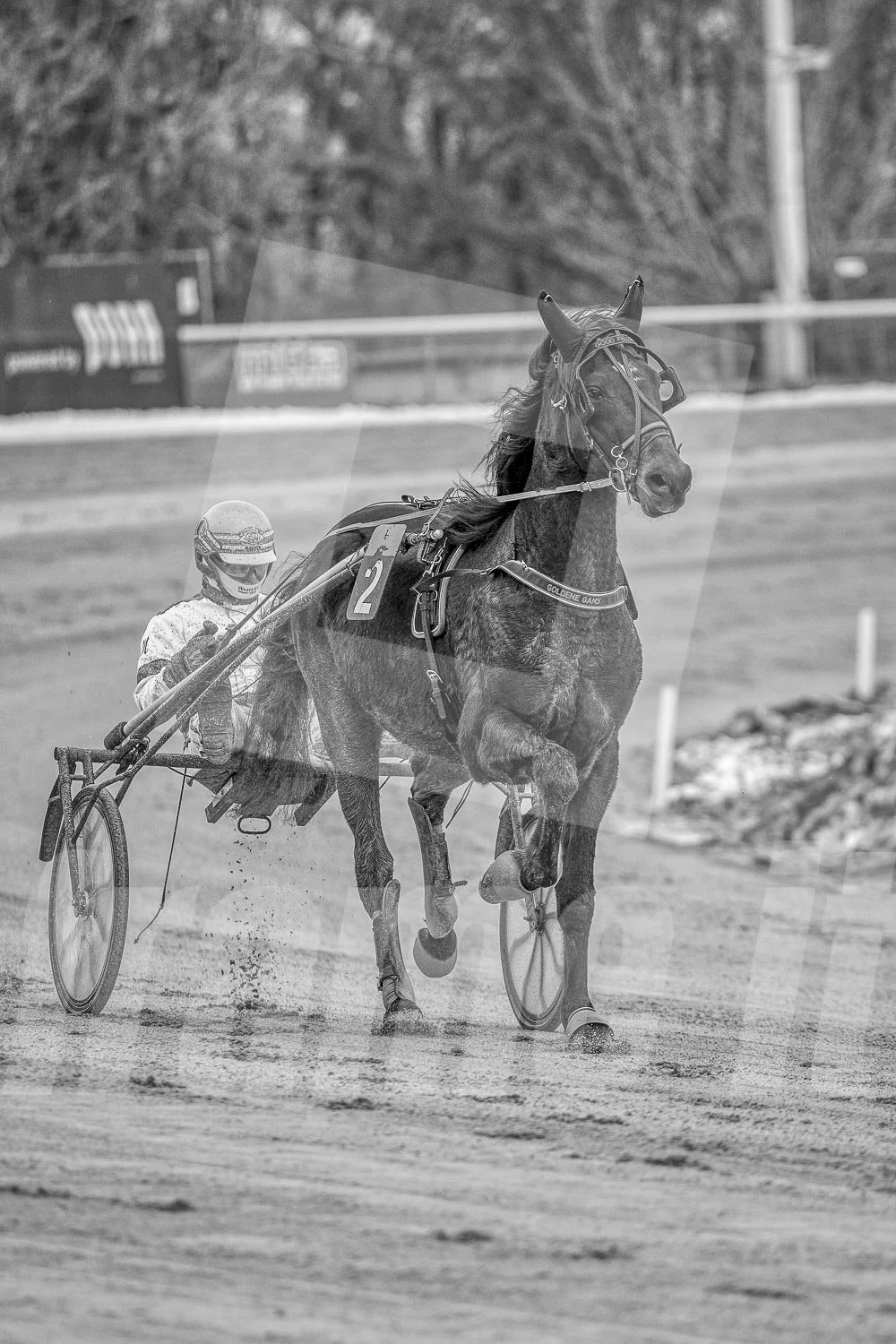 Ein Trabrennpferd mit einem Trabrennfahrer auf der Rennbahn vom Trabrennpark Krieau.