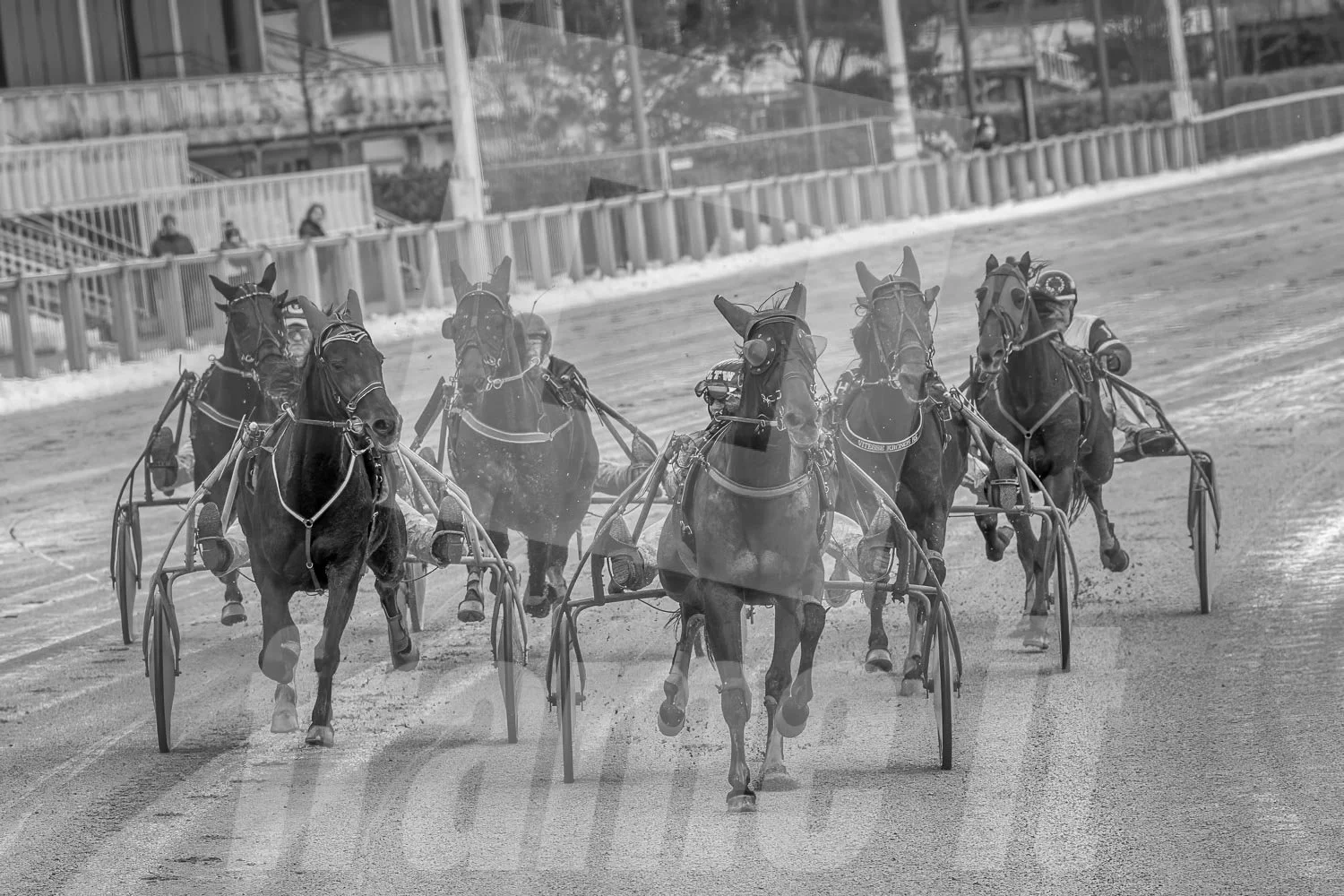 Pferderennen auf einer Rennbahn, mehrere Pferde mit Jockeys in Schlagdistanz, Staub auf der Bahn, Zäune und Zuschauer im Hintergrund, schwarz-weiß Foto.