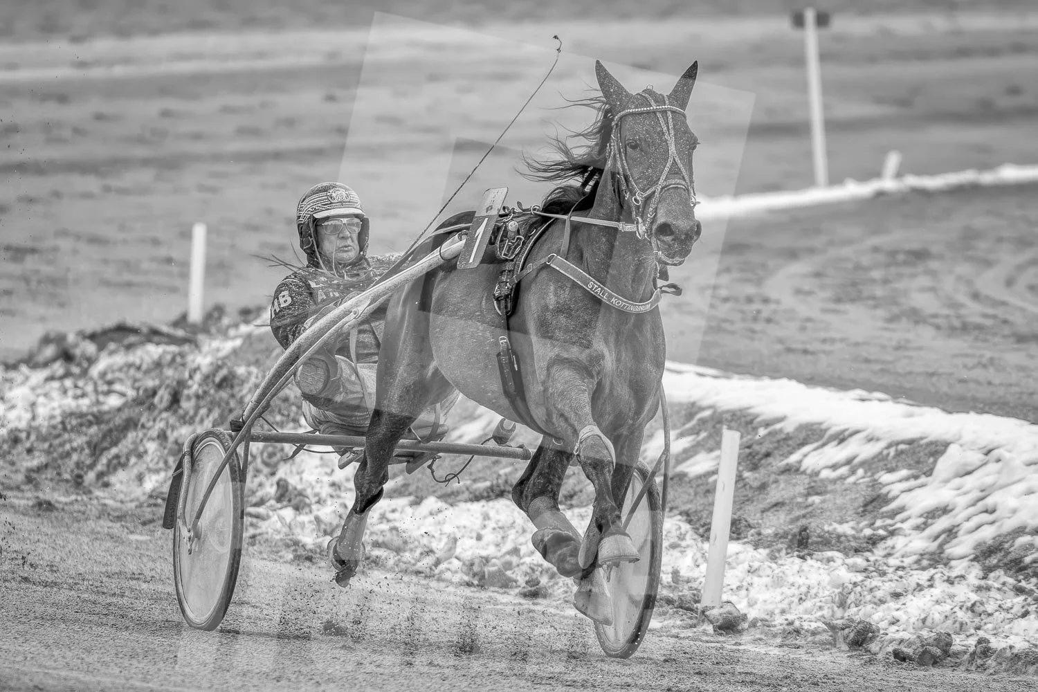 Ein Trabrennpferd mit einem Trabrennfahrer auf der Rennbahn vom Trabrennpark Krieau.
