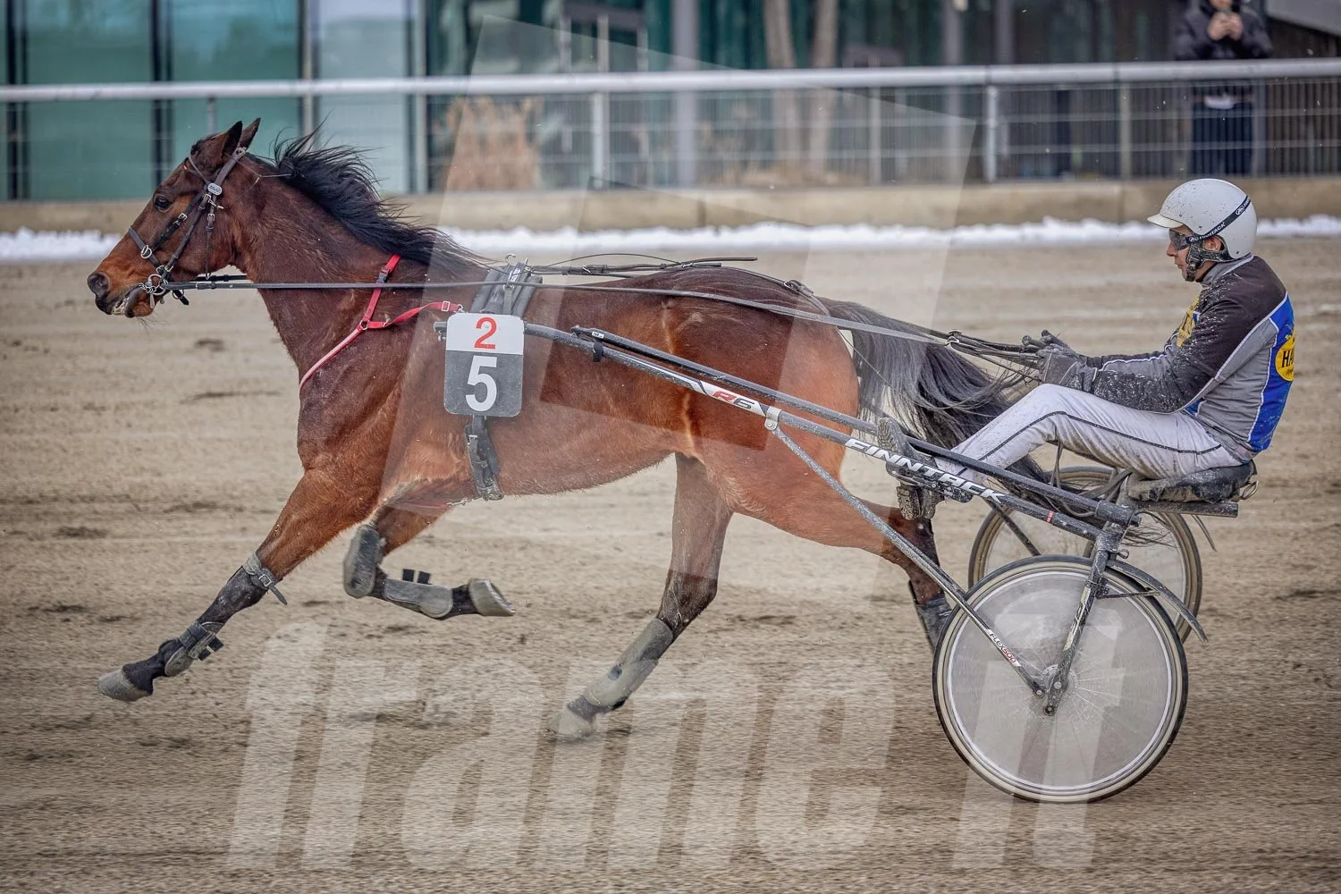 Trabrennen mit mehreren Trabrennpferden und Fahrern auf der Trabrennbahn in Wien Krieau, während eines Wettrennens, mit Zäunen und Zuschauern im Hintergrund.