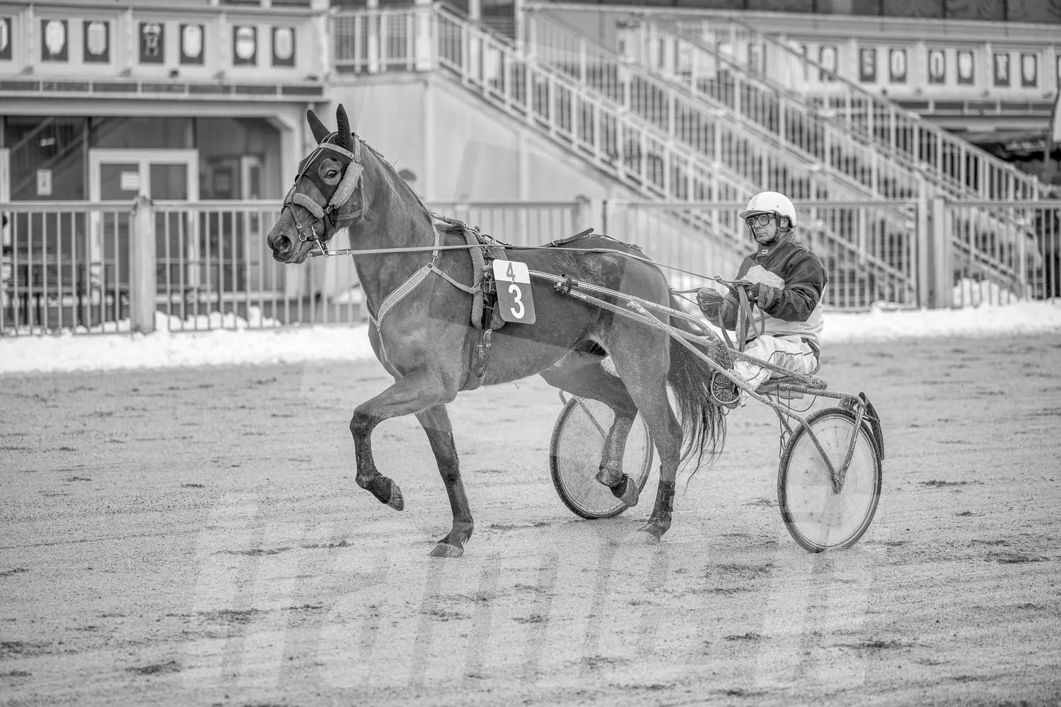 Ein Trabrennpferd mit einem Trabrennfahrer auf der Rennbahn vom Trabrennpark Krieau, schwarz-weiß Fotografie.
