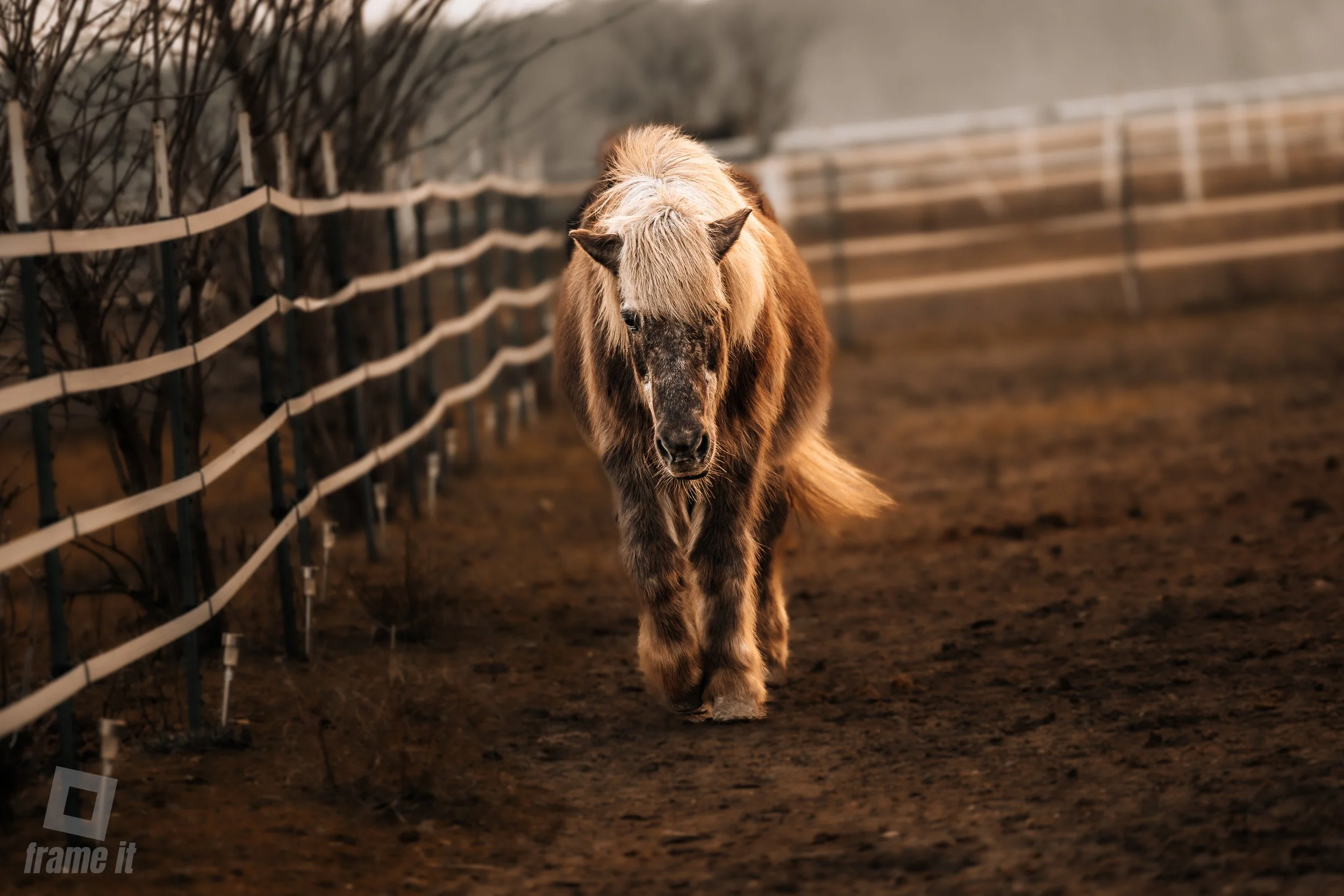 Ein braunes Pferd mit einem hellen, langen Mähnenkopf geht den Weg entlang.