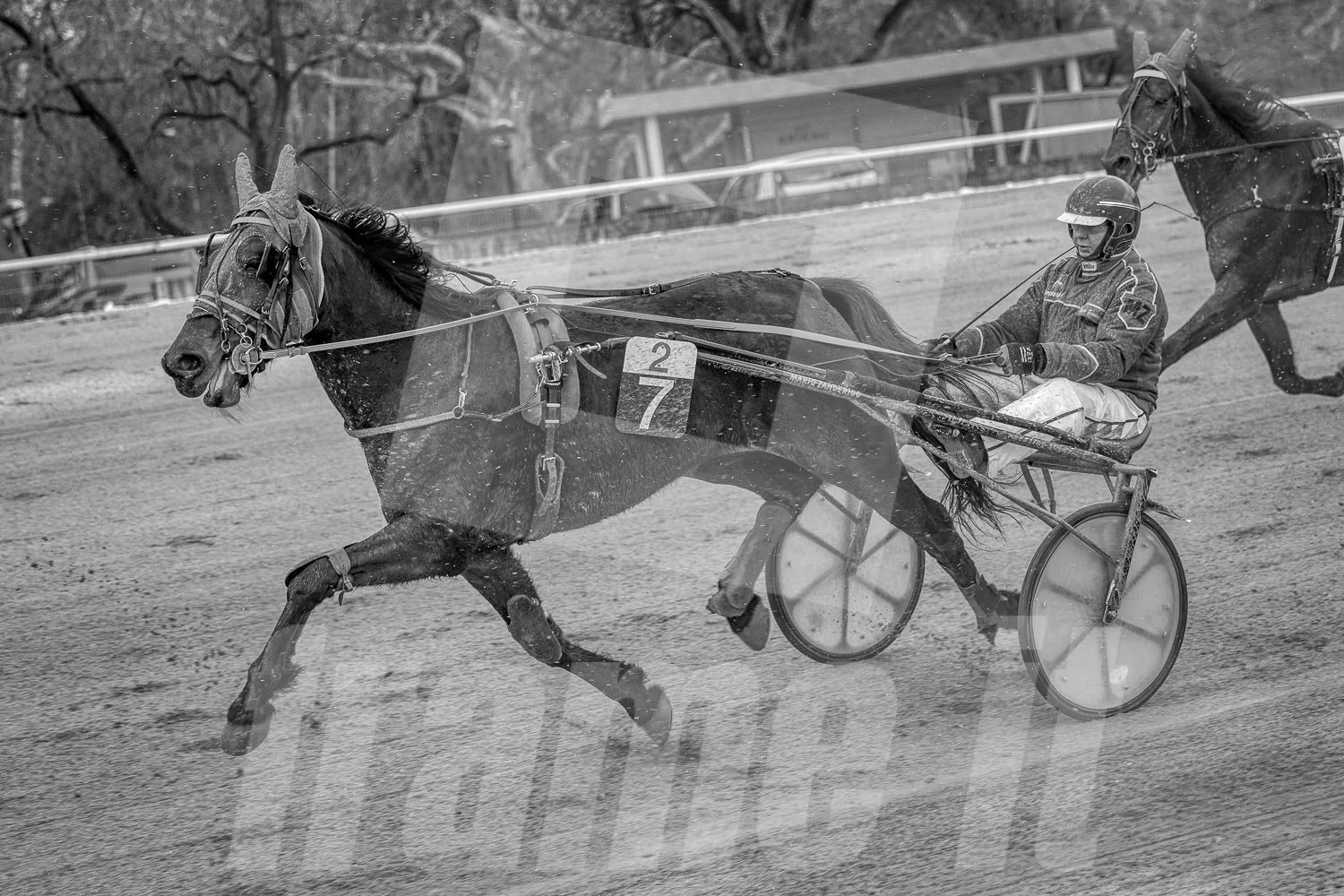 Trabrennpferd mit Trabrennfahrer in einem Rennen in Wien Krieau.