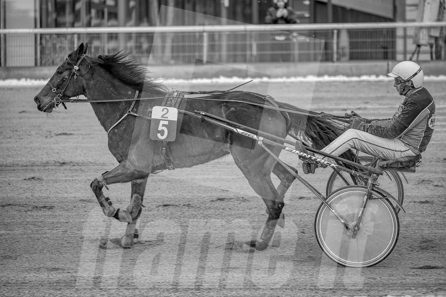 Pferderennen auf einer Rennbahn mit einem Trabrennfahrer und Trabrennpferd, beide in Bewegung, schwarz-weiß Foto.