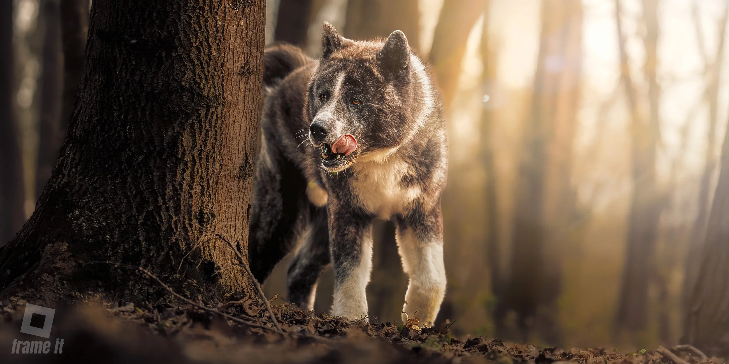 Ein Akita Hund im Wald, der an einem Baum vorbei läuft und seine Zunge herausstreckt.