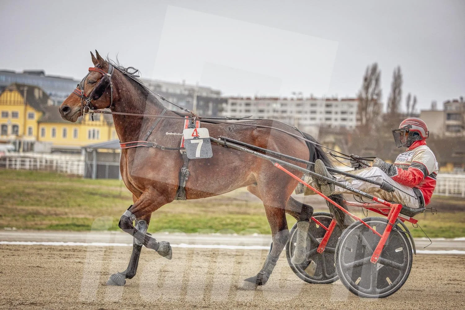 Trabrennpferd mit Trabrennfahrer auf der Pferderennbahn Wien Krieau bei winterlichen Bedingungen.