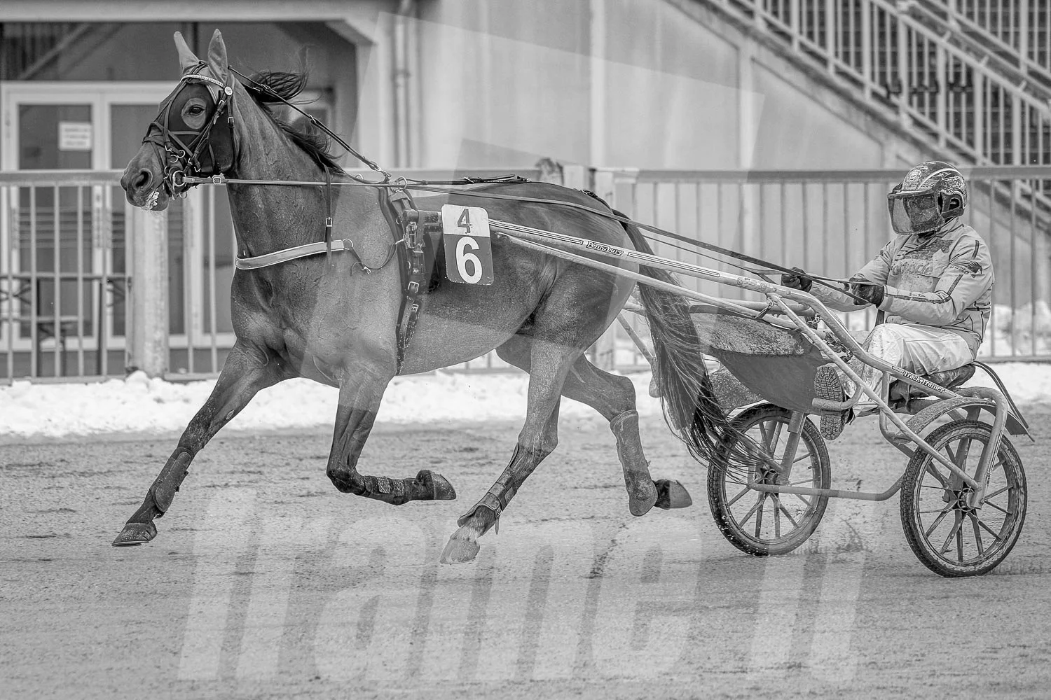 Trabrennpferd mit Trabrennfahrer auf der Trabrennbahn der Wiener Krieau.
