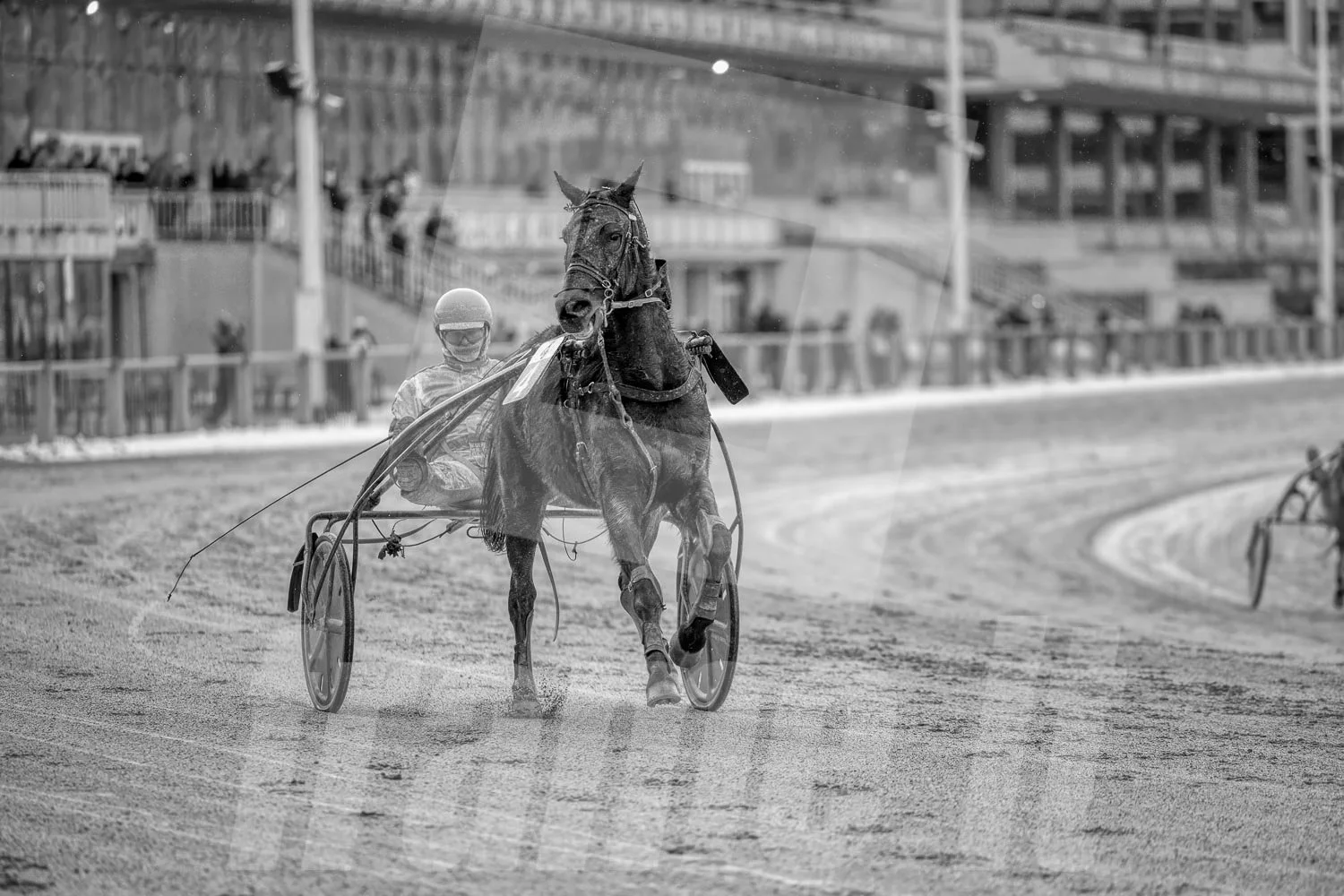 Schwarz-weiss Foto eines Trabrennpferdes, mit einem Trabrennfahrer auf der Trabrennbahn in der Wiener Krieau, im Hintergrund Tribünen.