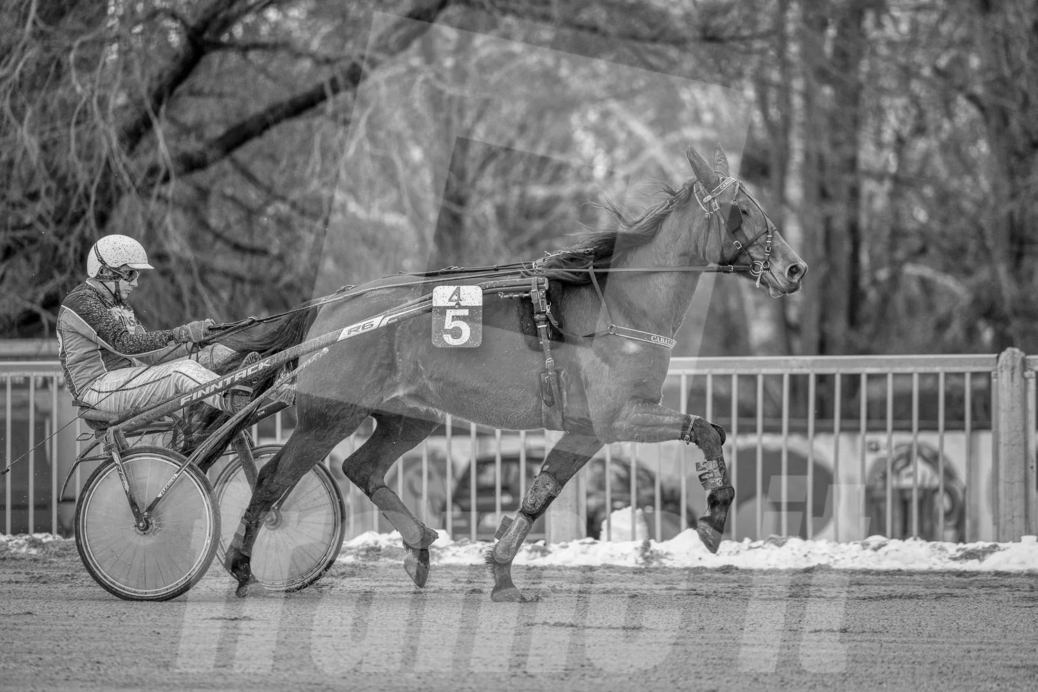 Trabrennpferd mit Trabrennfahrer auf der Trabrennbahn der Wiener Krieau.
