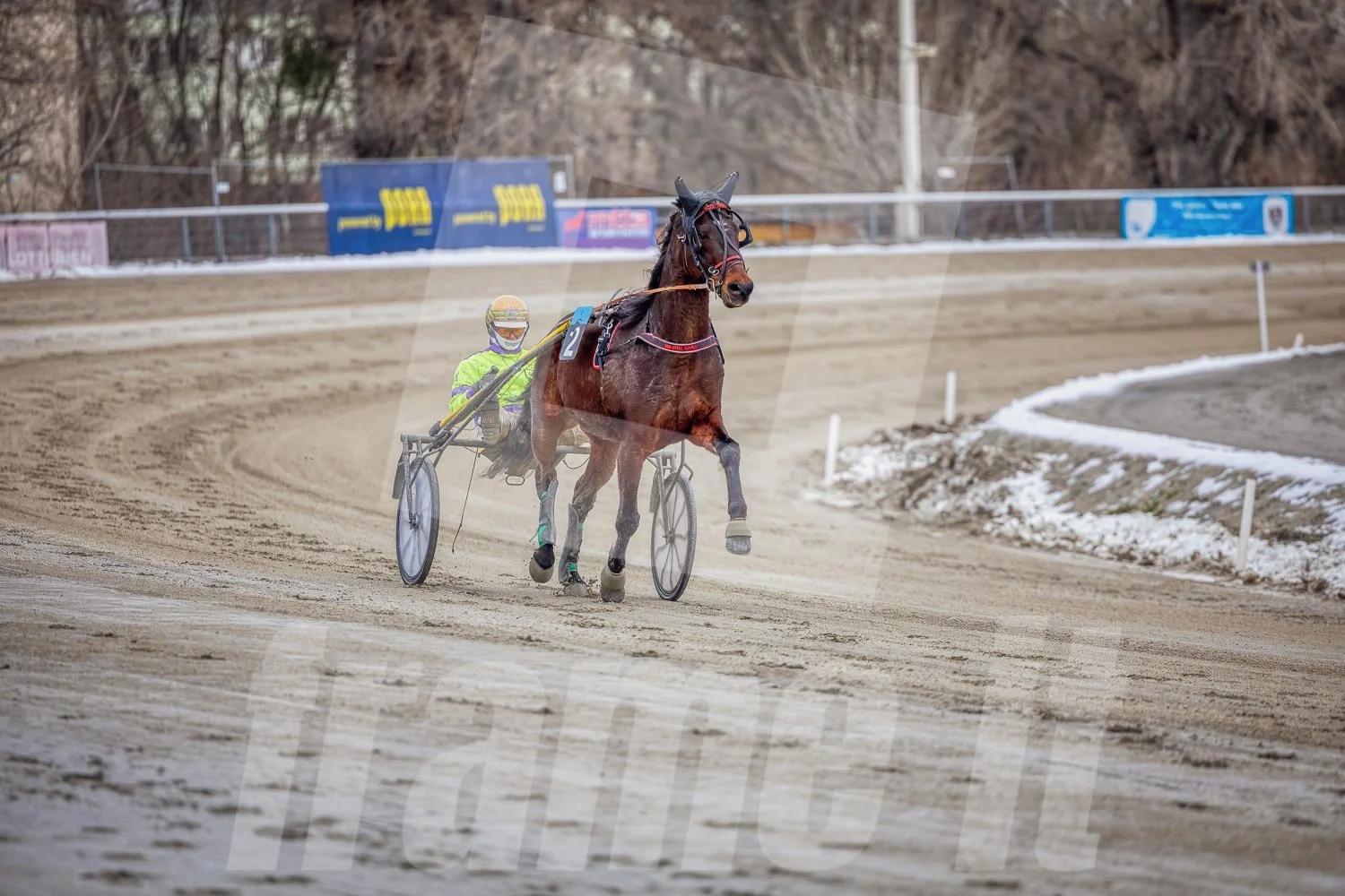 Ein Trabrennfahrer und ein Trabrennpferd im Trabrennpark Krieau.