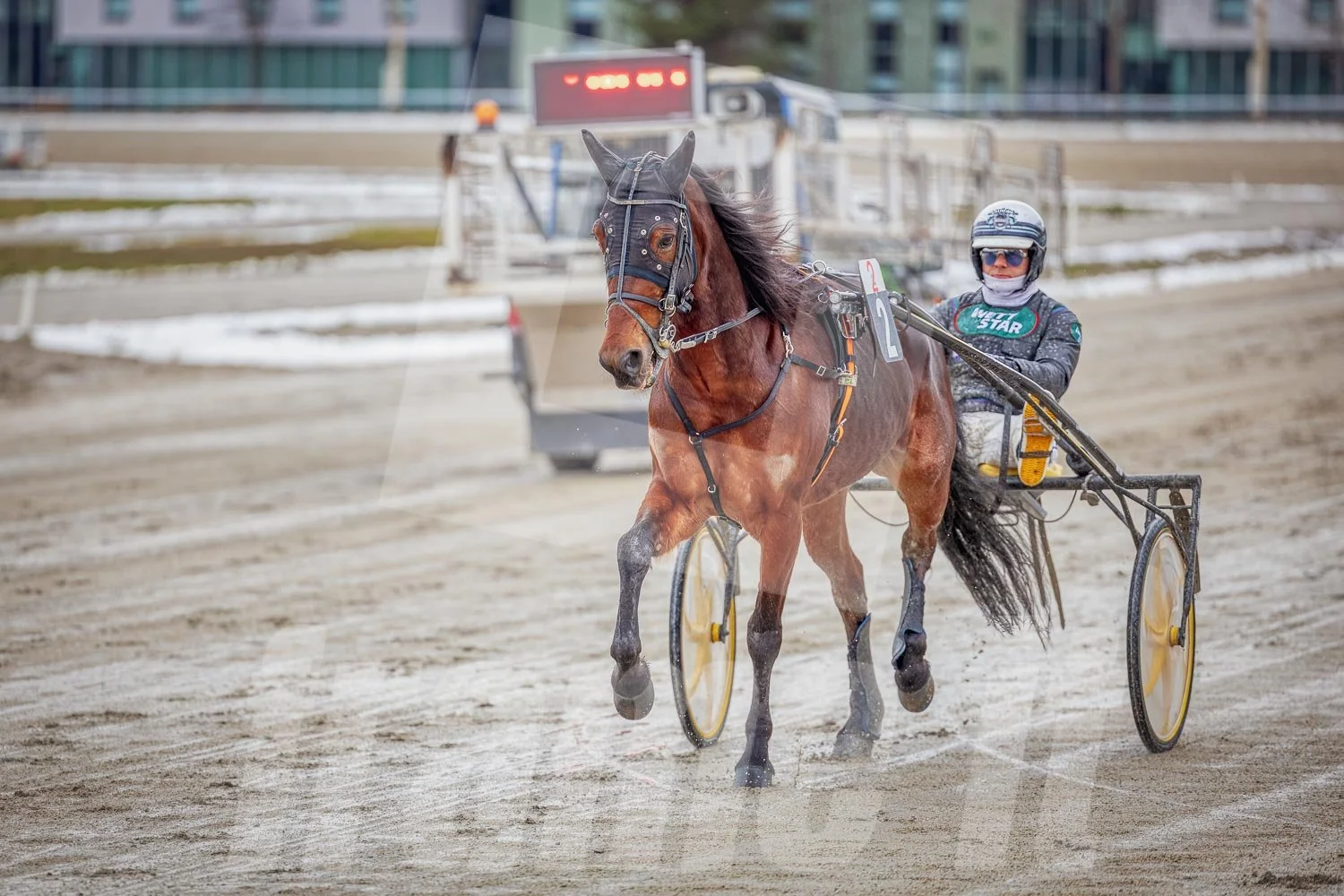 Ein Trabrennfahrer und ein Trabrennpferd im Trabrennpark Krieau.