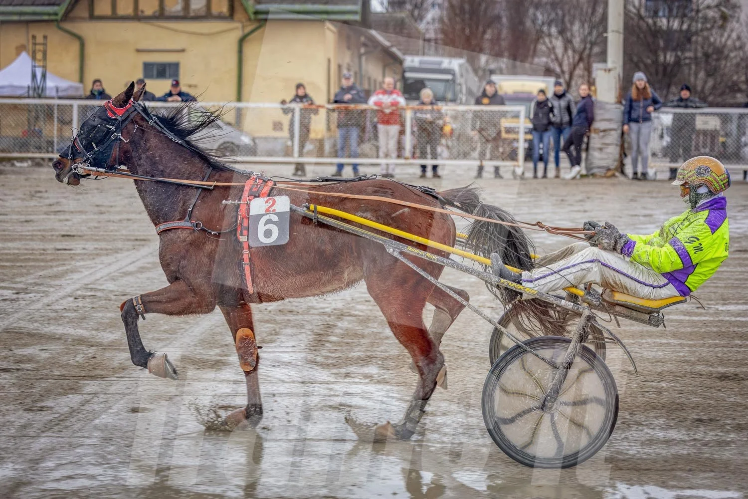 Pferderennen auf einer Rennbahn, im Hintergrund Zuschauer, Bäume und Gebäude.