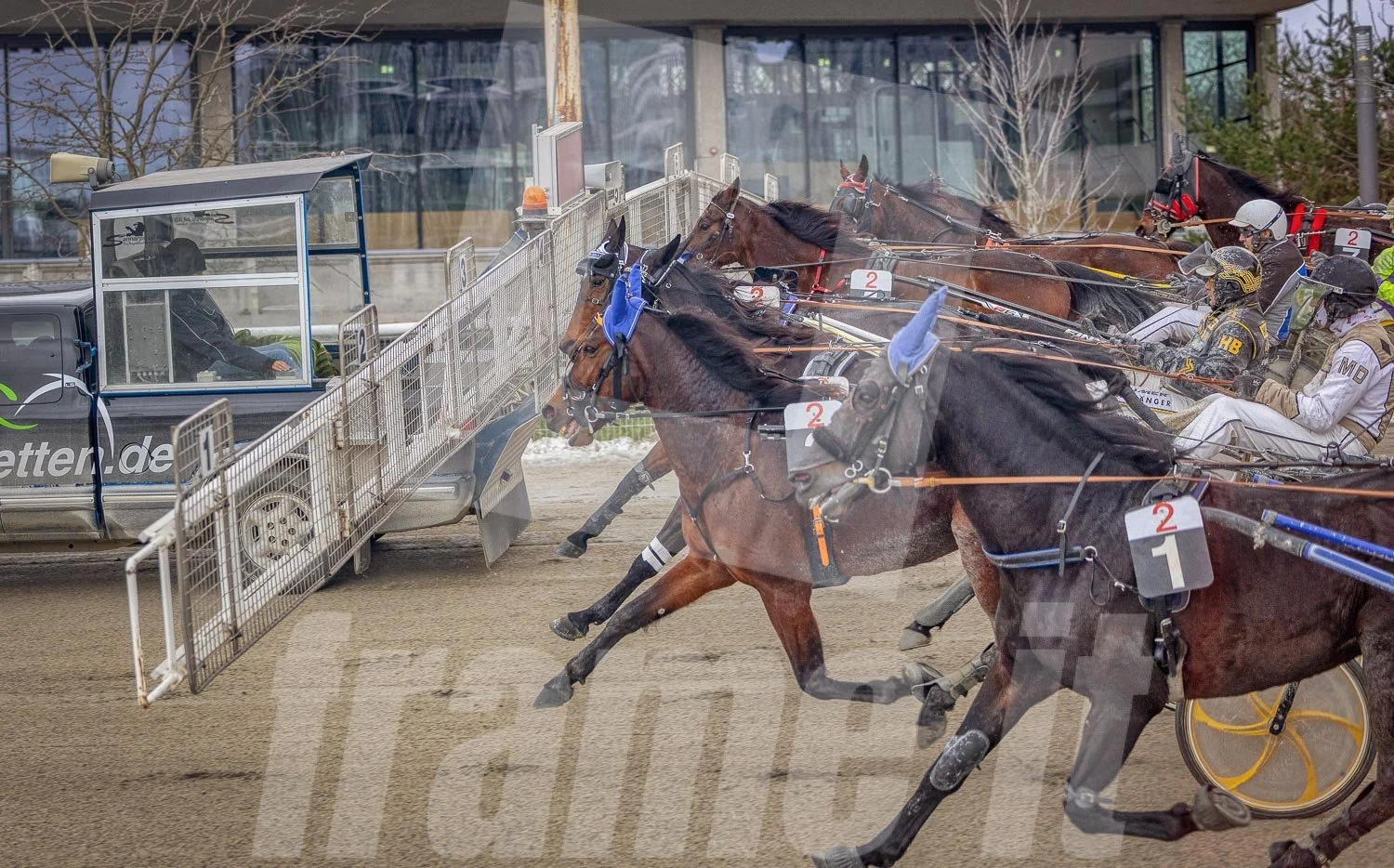 Trabrennen mit mehreren Trabrennpferden und Fahrern auf der Trabrennbahn in Wien Krieau. Startphase hinter dem Startwagen.