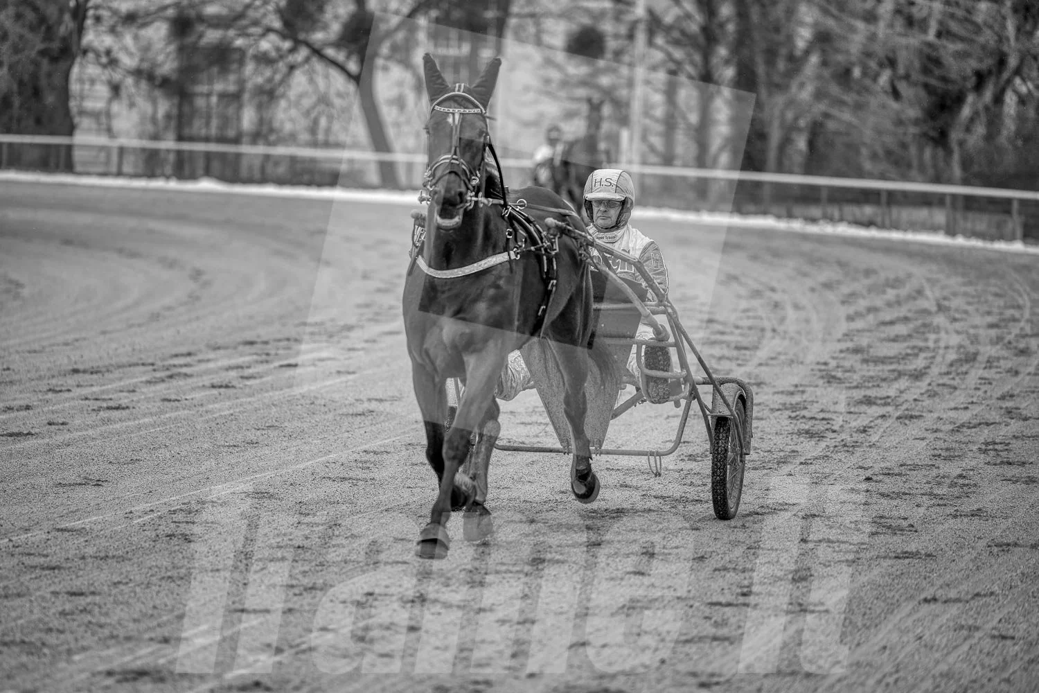 Schwarz-weiss Foto eines Trabrennpferdes, mit einem Trabrennfahrer auf der Trabrennbahn in der Wiener Krieau.