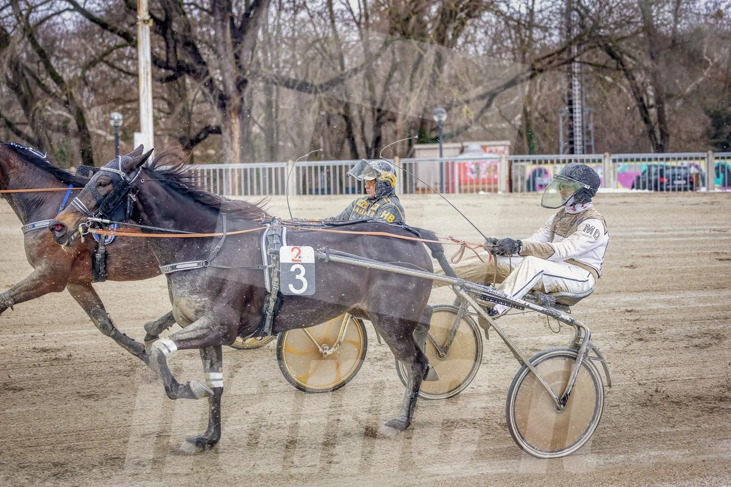 Trabrennen mit mehreren Trabrennpferden und Fahrern auf der Trabrennbahn in Wien Krieau. 