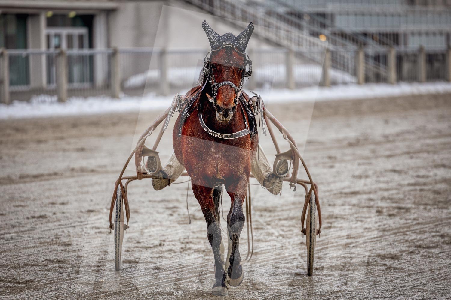 Trabrennpferd mit Fahrer auf Sandbahn.