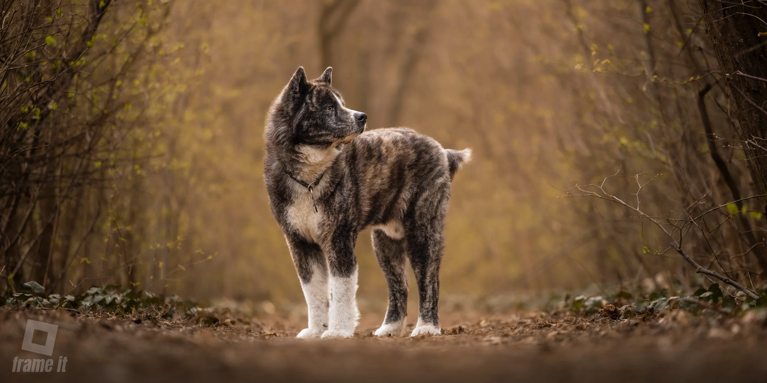 Hundefotografie in Wien - Akita im Park