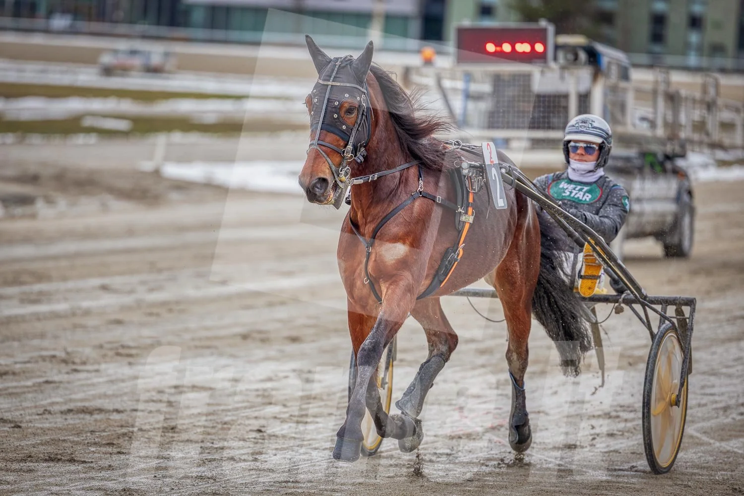 Ein Trabrennfahrer und ein Trabrennpferd im Trabrennpark Krieau.