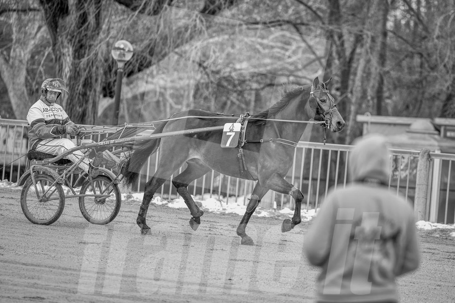 Ein Trabrennpferd mit einem Trabrennfahrer auf der Rennbahn vom Trabrennpark Krieau, schwarz-weiß Fotografie.