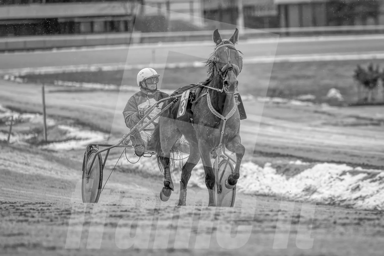 Schwarz-weiss Foto eines Trabrennpferdes, mit einem Trabrennfahrer auf der Trabrennbahn in der Wiener Krieau.