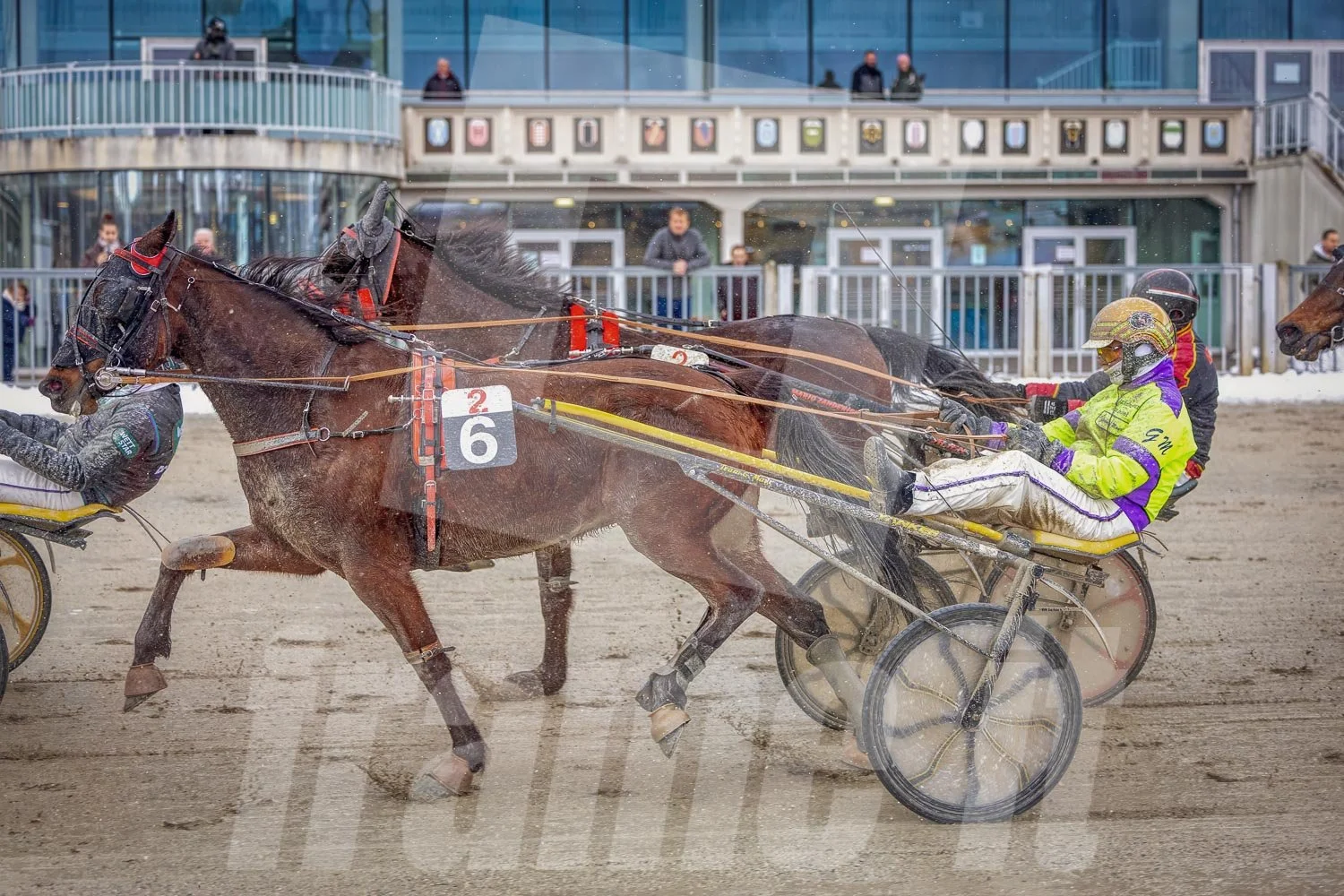 Trabrennen mit mehreren Trabrennpferden und Fahrern auf der Trabrennbahn in Wien Krieau, Zuschauer und Tribüne im Hintergrund