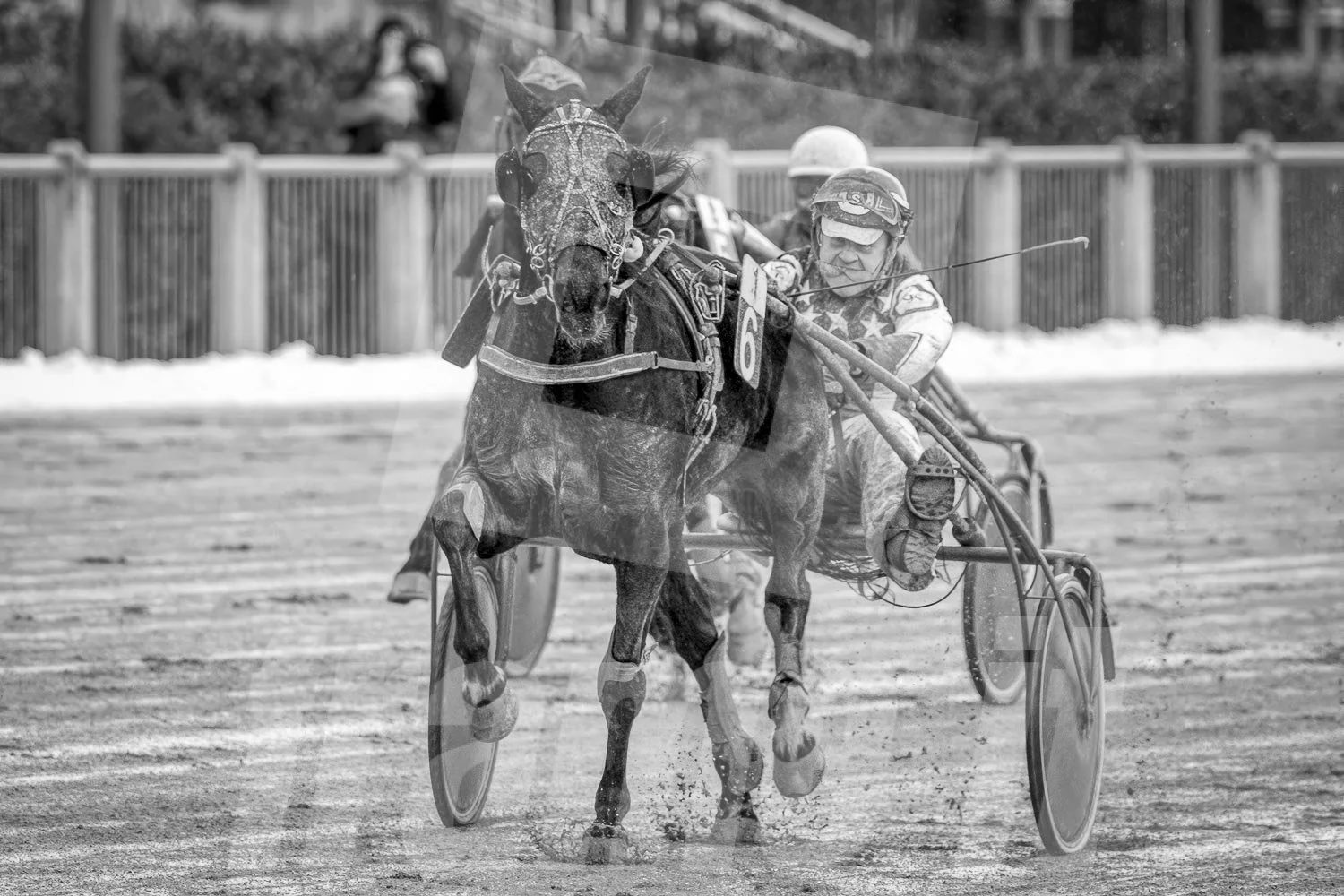 Ein Trabrennpferd mit einem Trabrennfahrer auf der Rennbahn vom Trabrennpark Krieau, schwarz-weiß Fotografie.