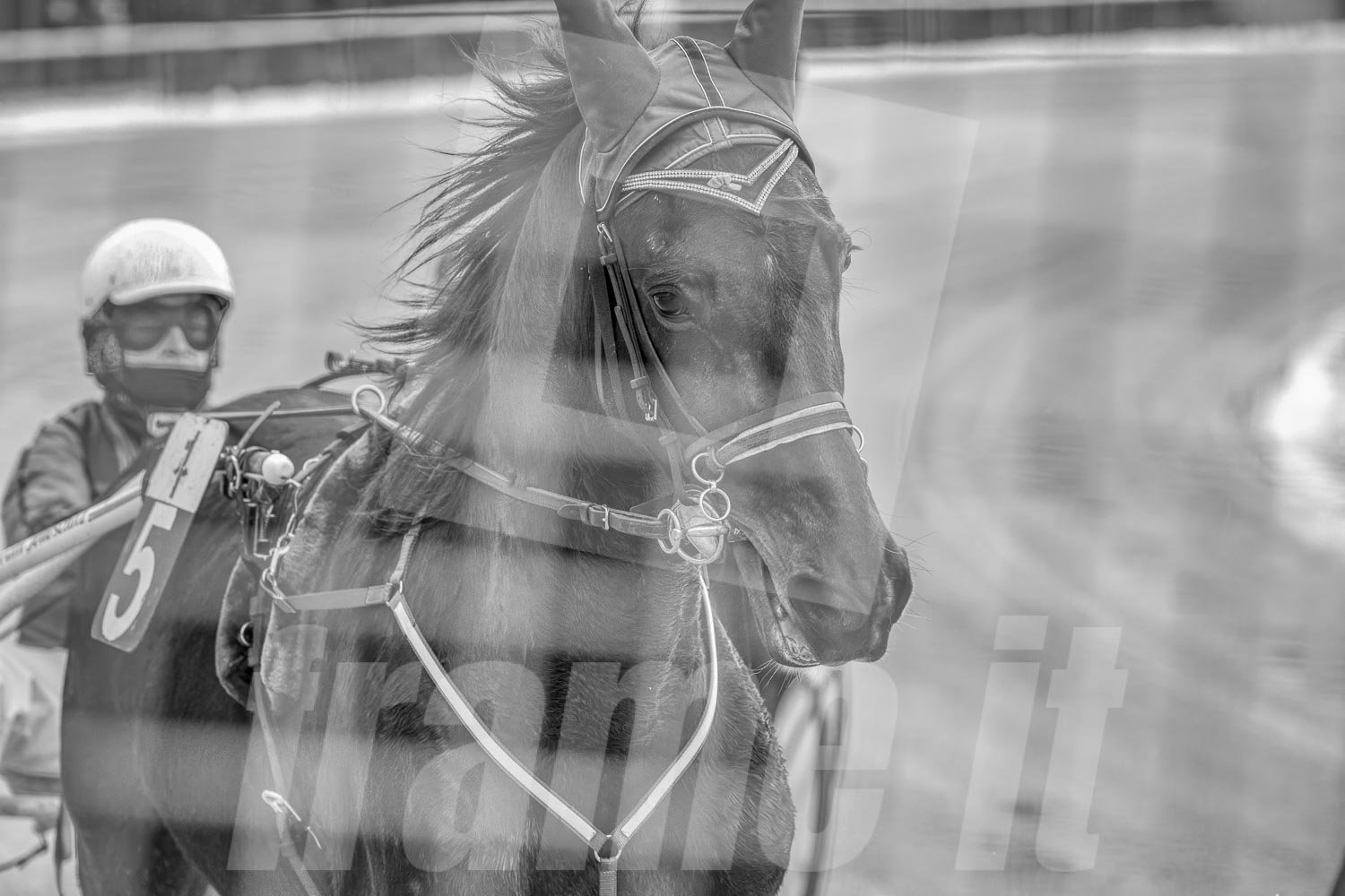 Ein Trabrennpferd mit einem Trabrennfahrer auf der Rennbahn vom Trabrennpark Krieau, schwarz-weiß Fotografie vom Startwagen.