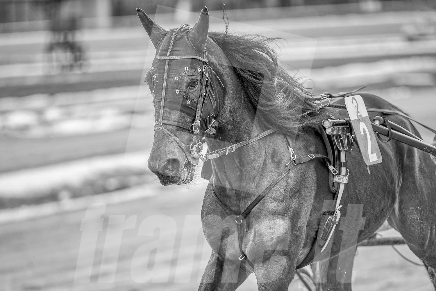 Pferd beim Trab auf einer Rennbahn, in Schwarz-Weiß aufgenommen.