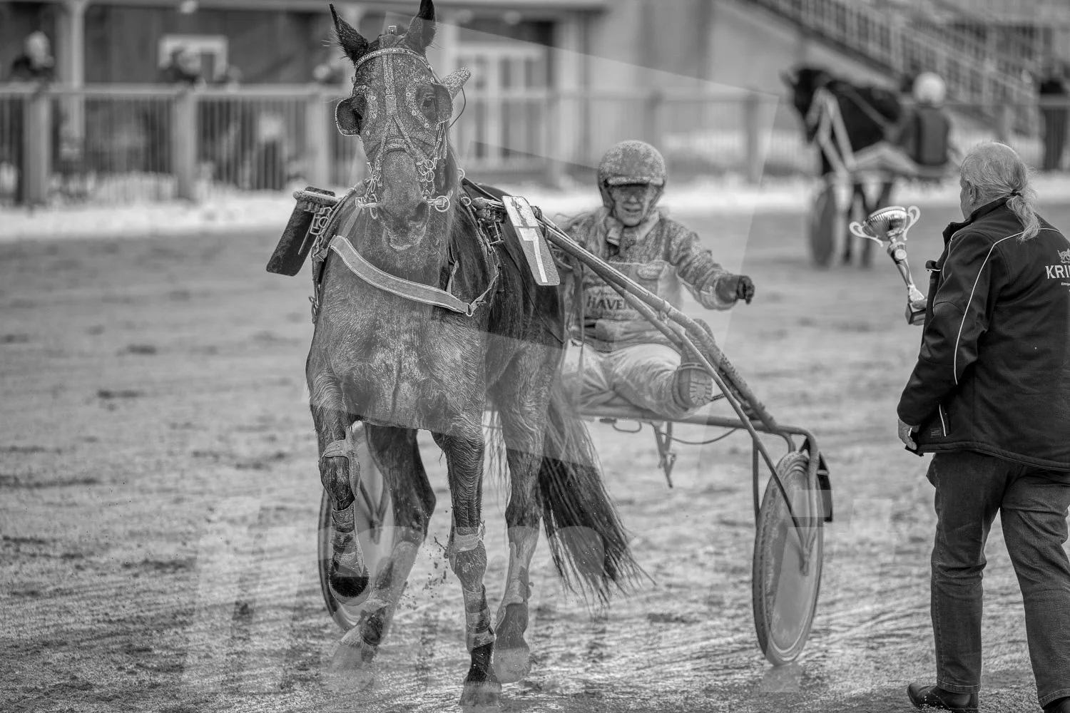 Ein Trabrennpferd mit einem Trabrennfahrer auf der Rennbahn vom Trabrennpark Krieau, schwarz-weiß Fotografie, Siegerehrung mit einem Pokal.