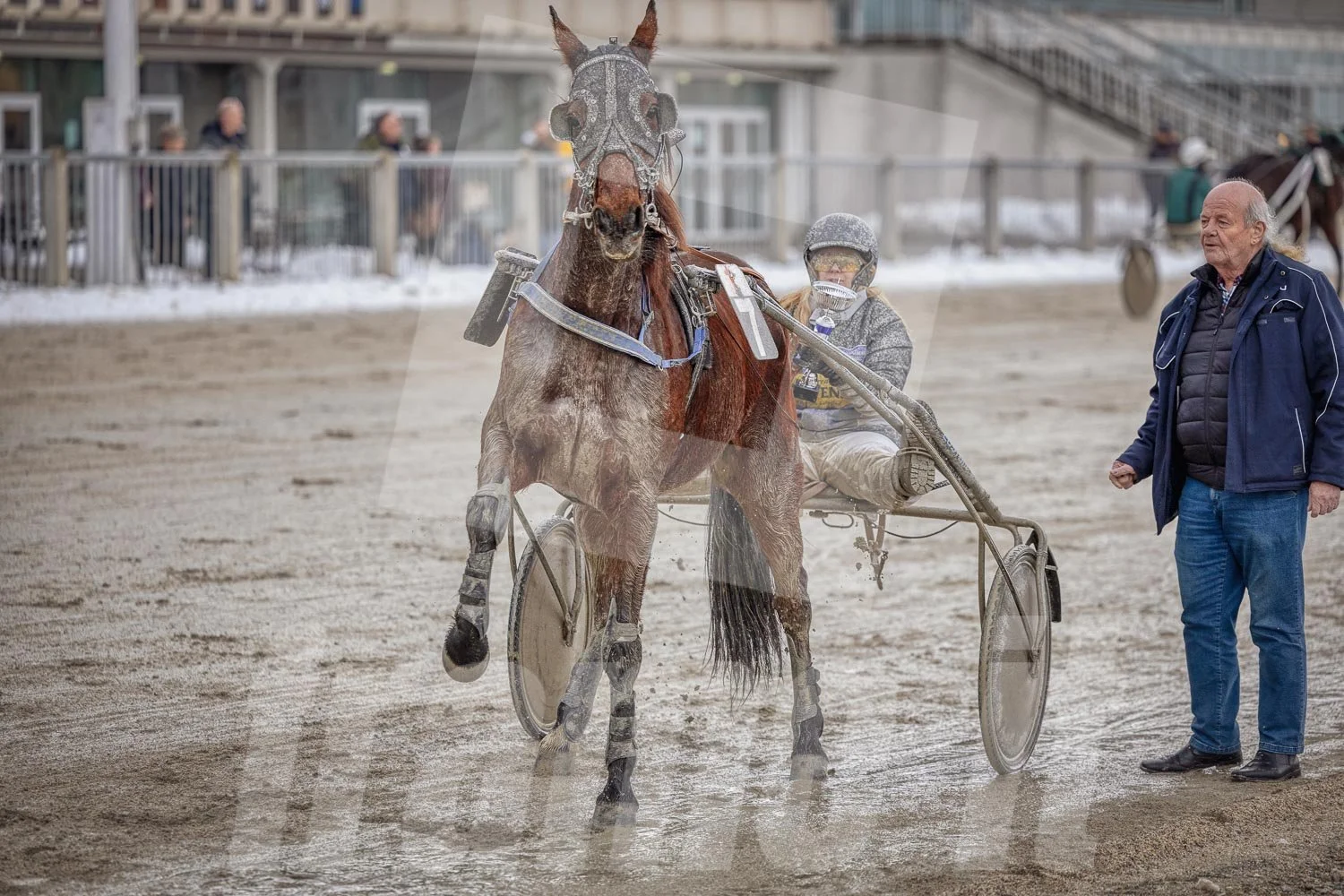 Trabrennfahrer mit Pferd, Trabrennpark Krieau in Wien, Siegerehrung.