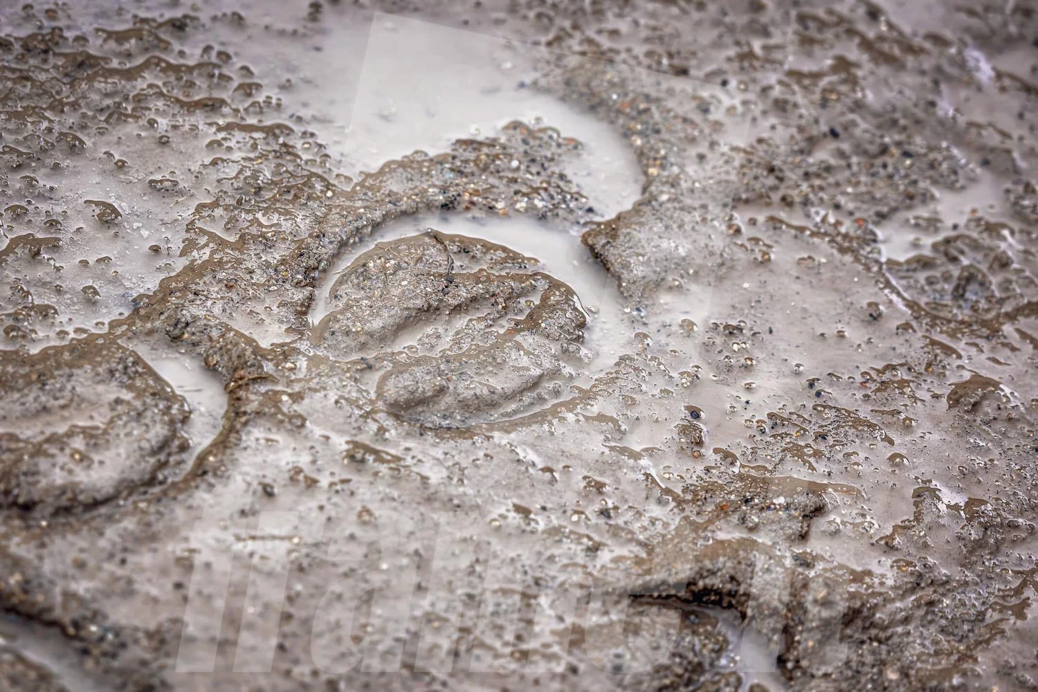 Hufabdruck im Matsch, bedeckt mit Wasser und Schlamm.