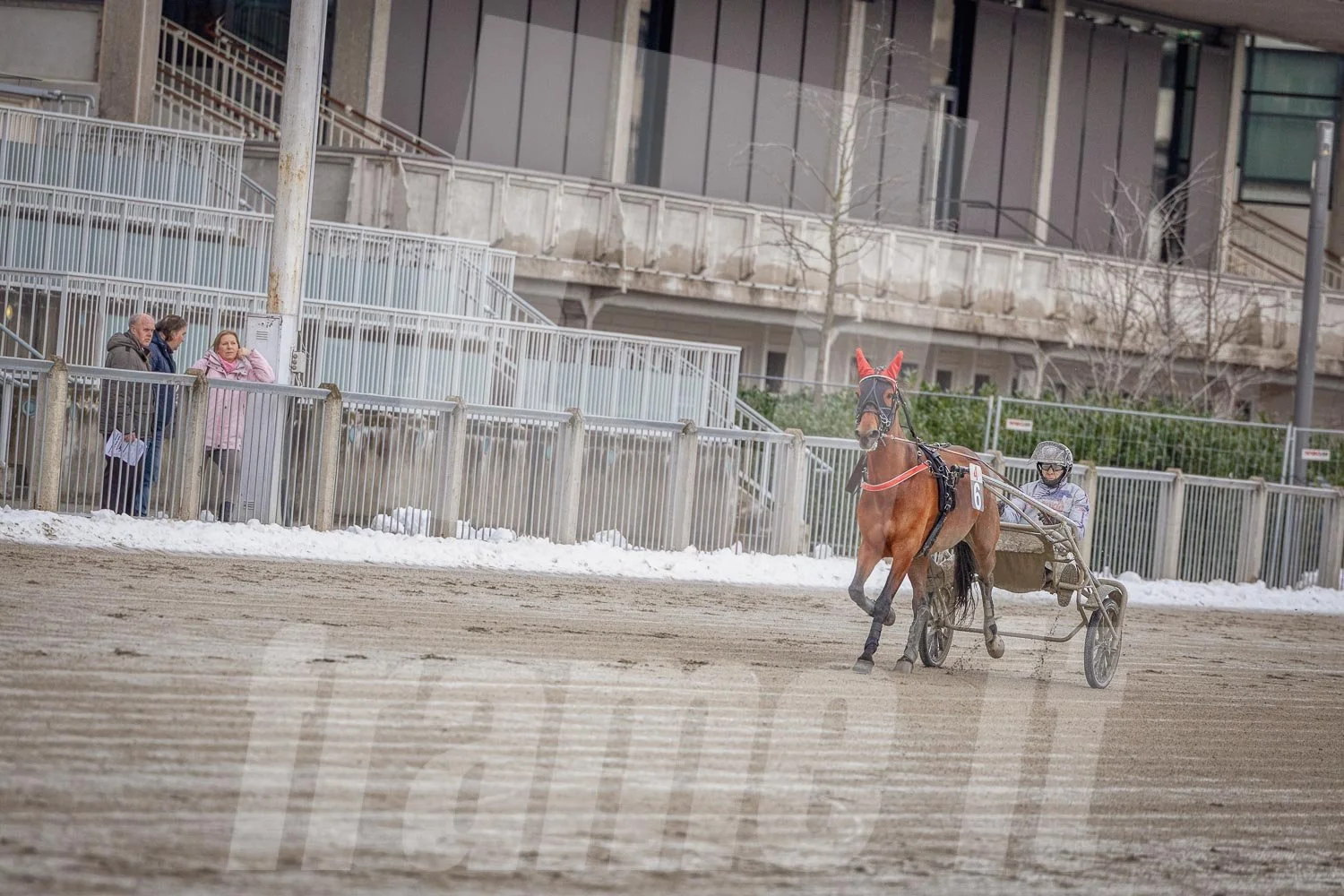 Trabrennpark Wien Krieau mit Trabrennpferd und Tribüne im Hintergrund.