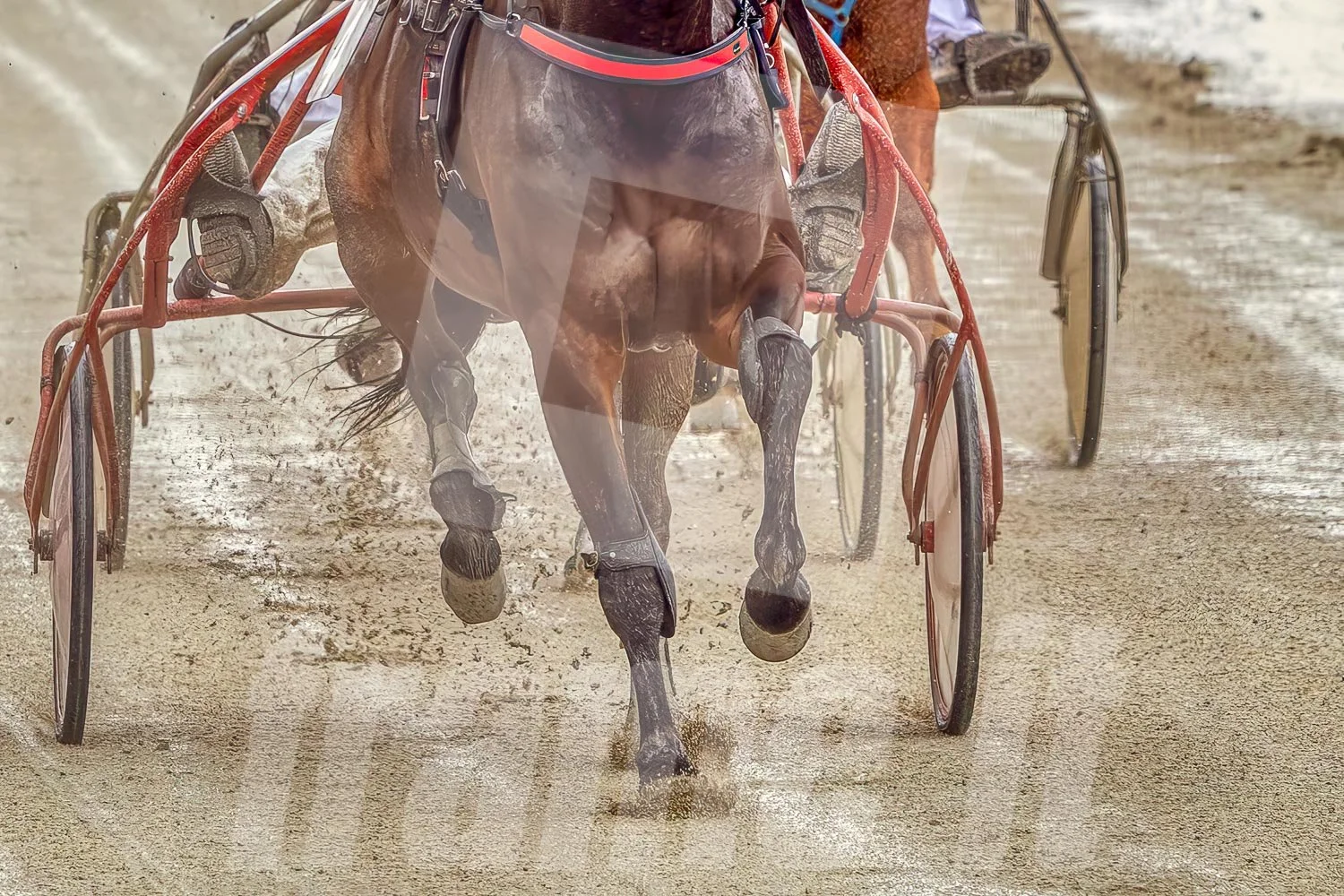 Trabrennen  in Action, Trabrennpark Krieau.