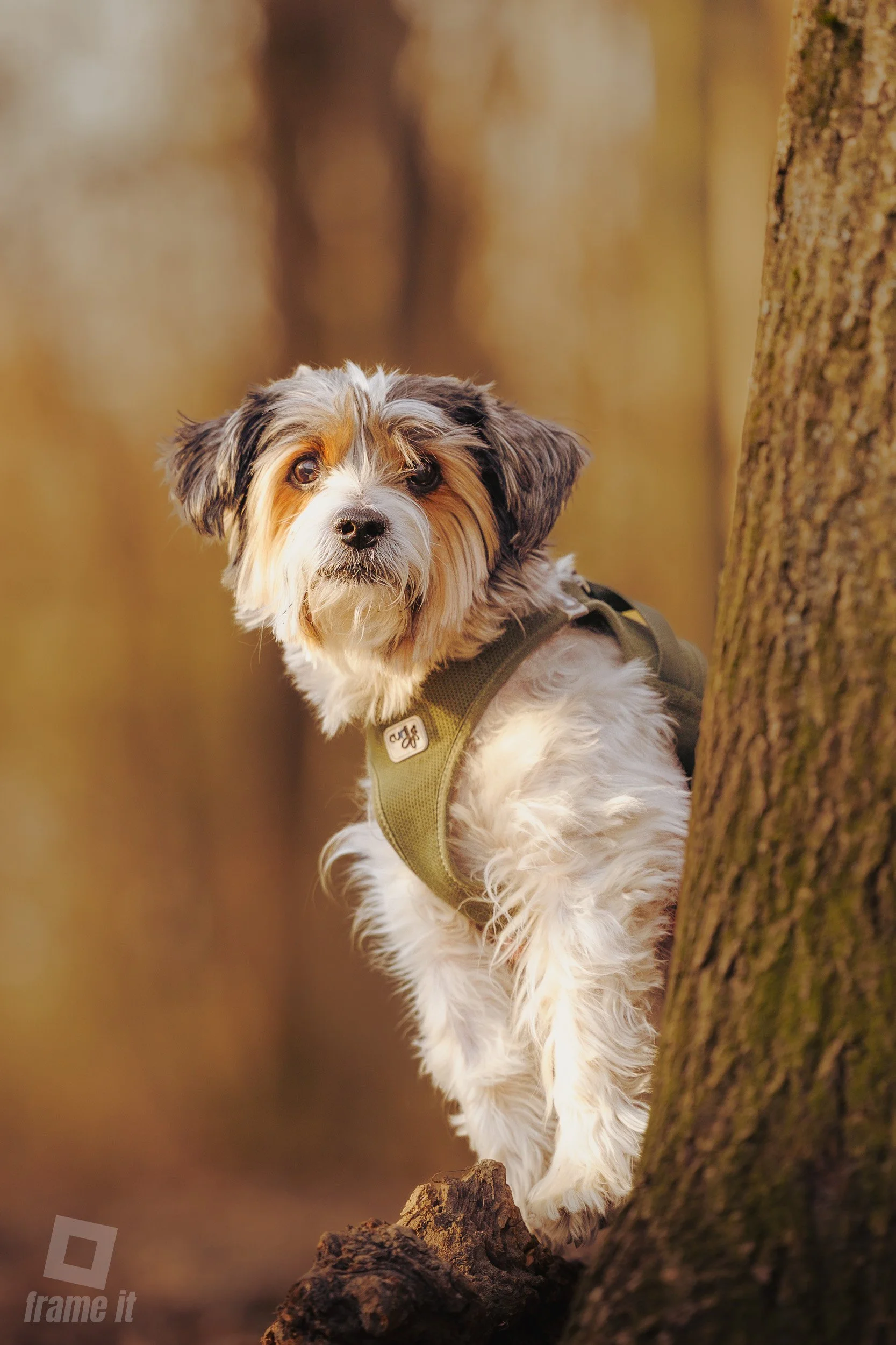 Ein süßer Hund mit lockigem Fell blickt neugierig in die Kamera, während er an einem Baum im Wald steht.