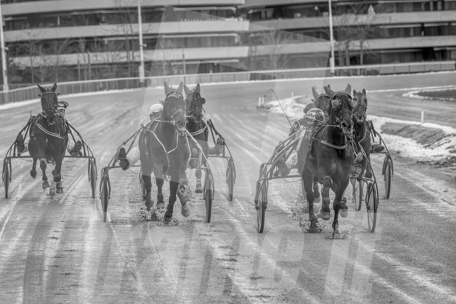 Ein Trabrennpferd mit einem Trabrennfahrer auf der Rennbahn vom Trabrennpark Krieau, schwarz-weiß Fotografie vom Startwagen.