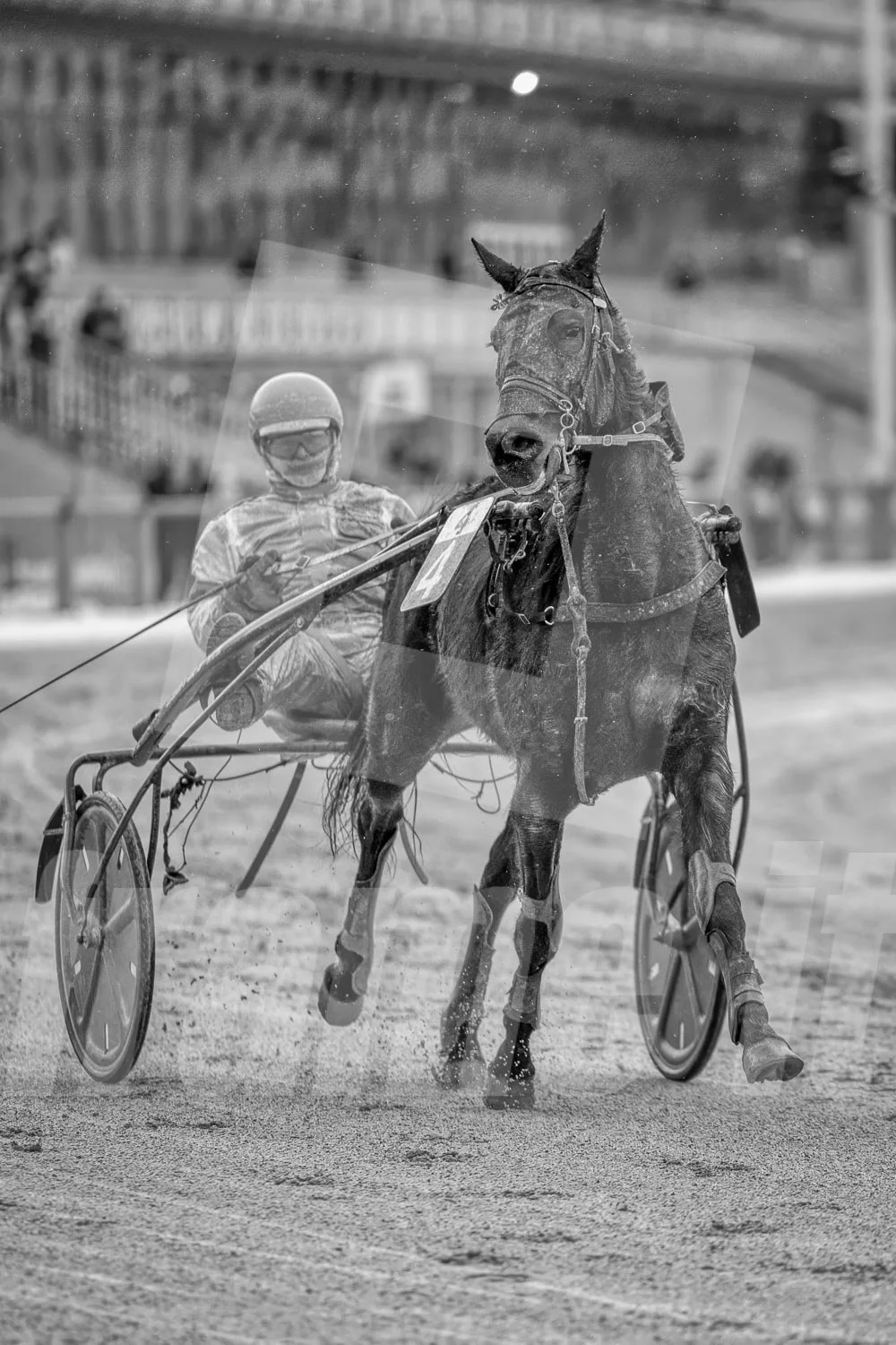 Ein Trabrennfahrer und ein Trabrennpferd auf der Trabrennbahn in Wien Krieau. Die Szene ist schwarz-weiß.