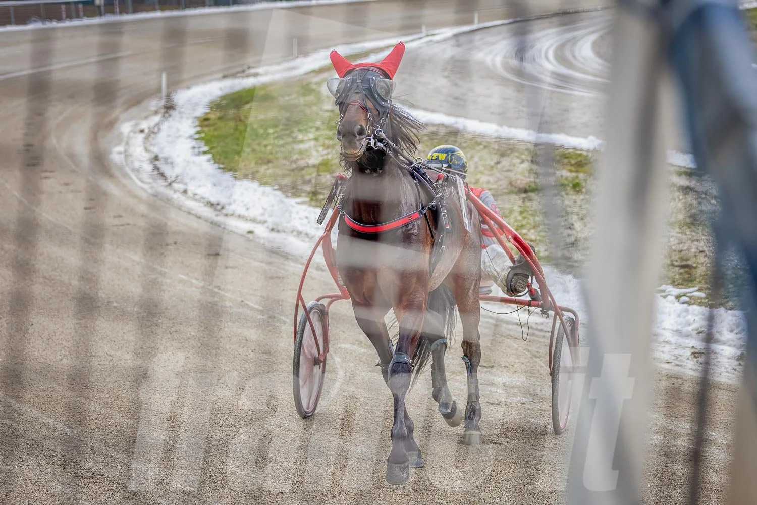 Ein Trabrennfahrer und ein Trabrennpferd im Trabrennpark Krieau kurz vor dem Start.
