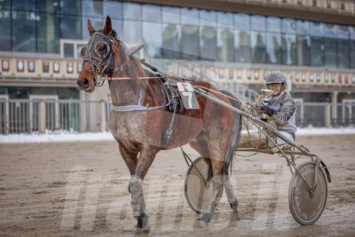 Trabrennfahrer mit Pferd, Trabrennpark Krieau in Wien, Siegerehrung.