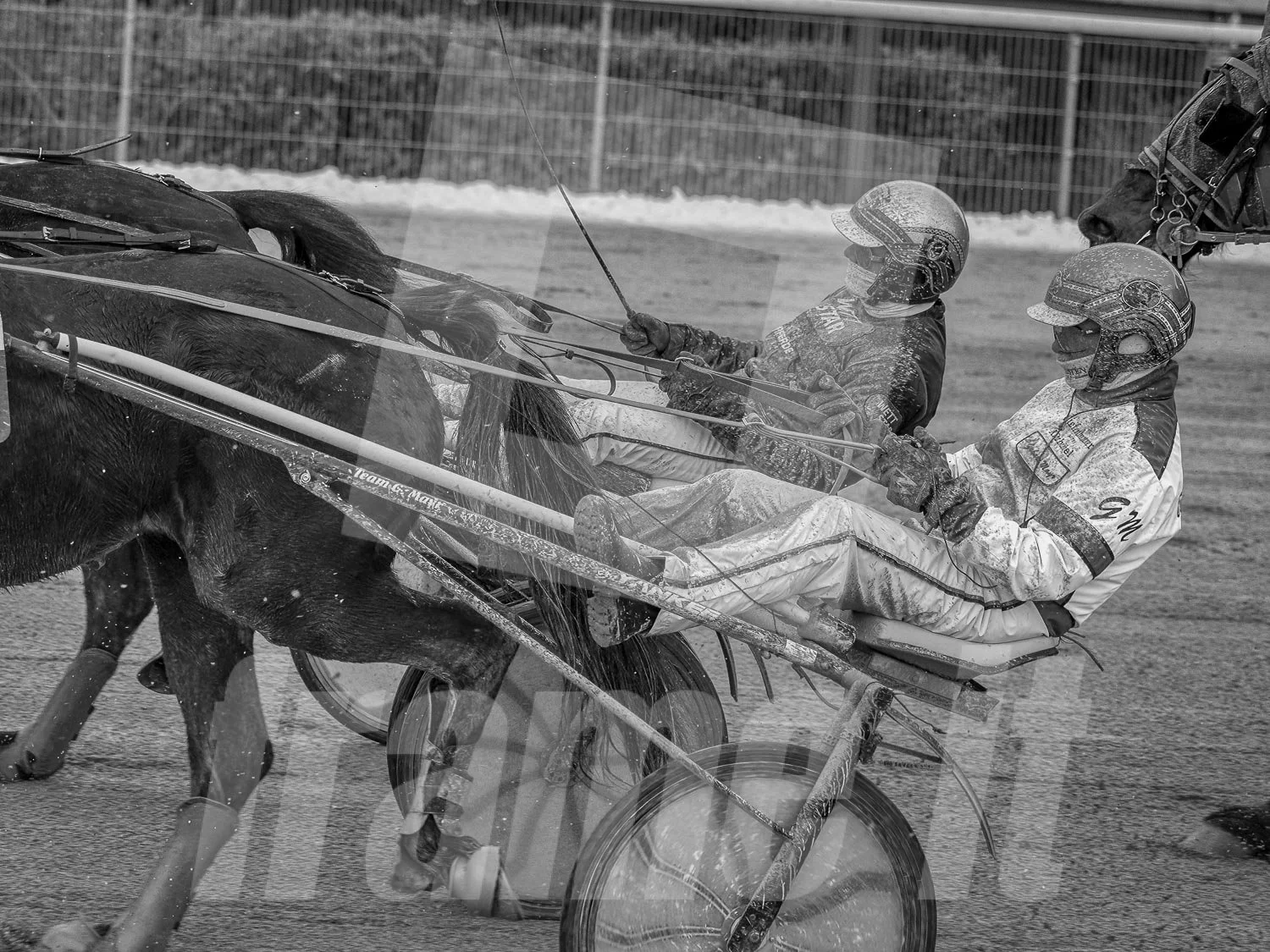 Trabrennpferde mit Trabrennfahrer im Trabrennpark Wien Krieau.