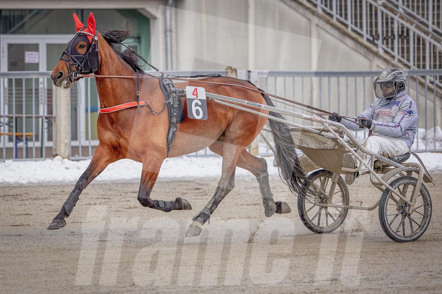 Trabrennpark Wien Krieau mit Trabrennpferd und Tribüne im Hintergrund.
