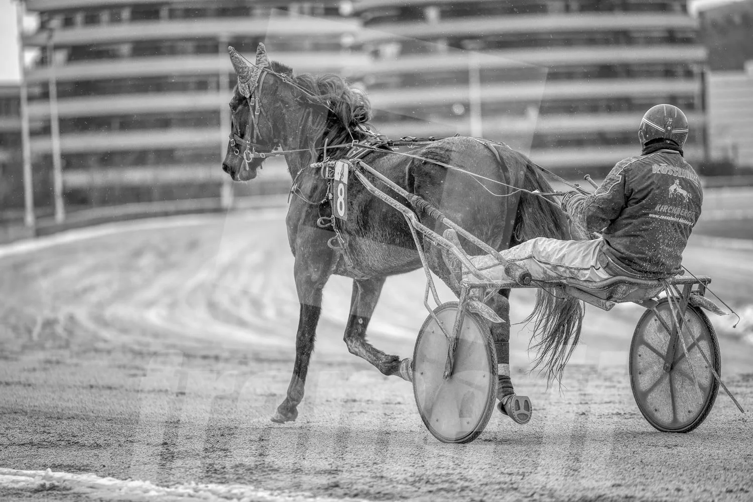 Schwarz-weiss Foto eines Trabrennpferdes, mit einem Trabrennfahrer auf der Trabrennbahn in der Wiener Krieau.