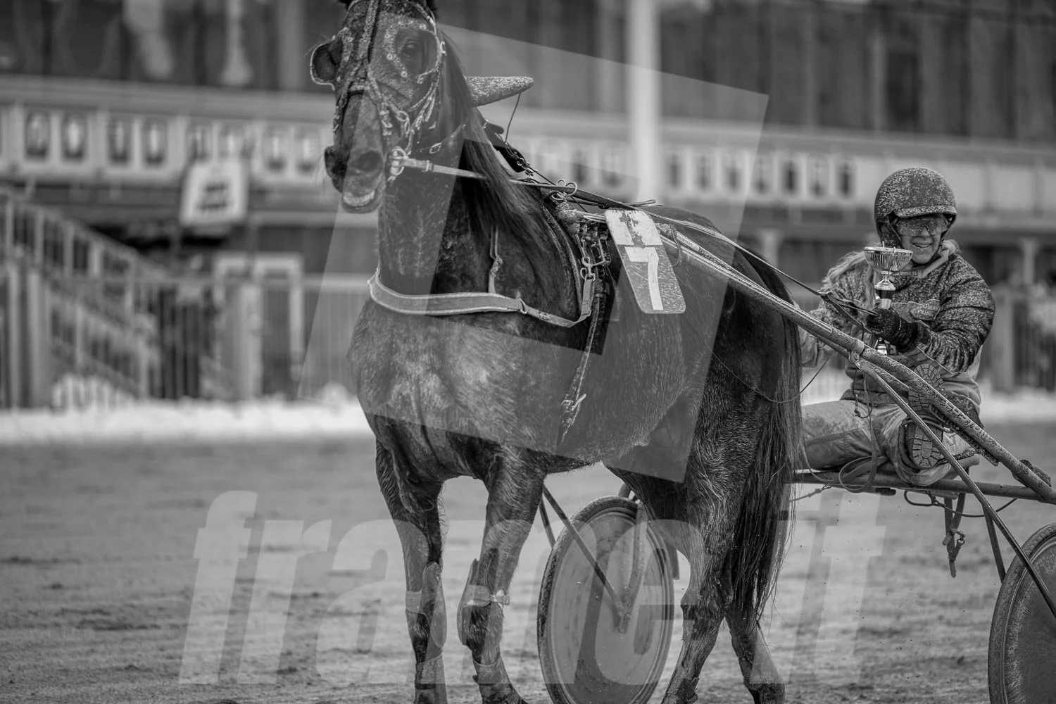 Ein Trabrennpferd mit einem Trabrennfahrer auf der Rennbahn vom Trabrennpark Krieau, schwarz-weiß Fotografie.