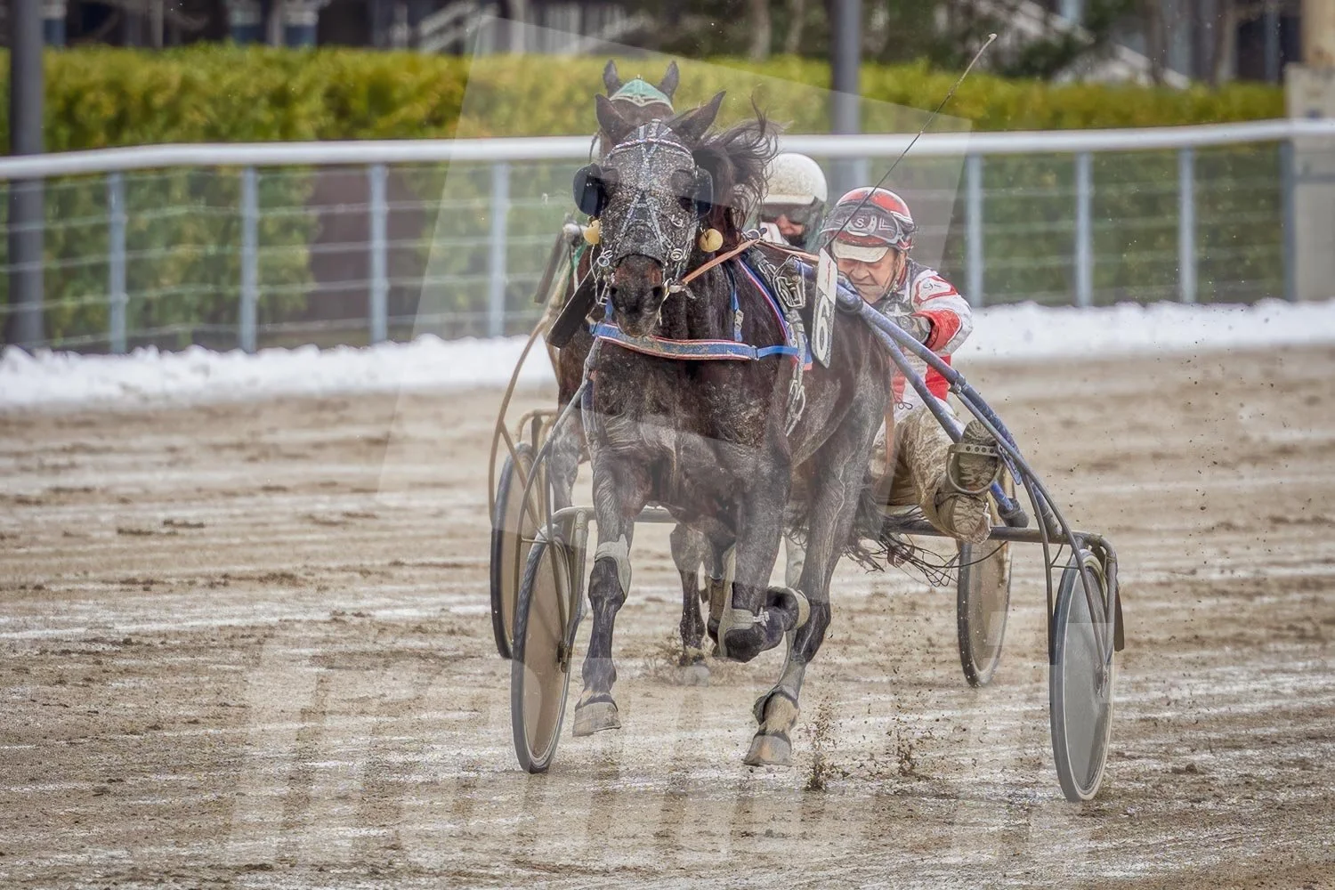 Trabrennen mit mehreren Pferden und Trabrennfahrern in Action, Trabrennpark Krieau.