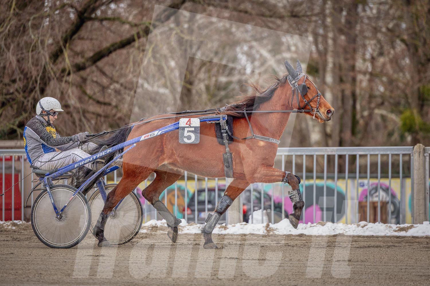 Trabrennbahn Wien Krieau, Trabrennpferd und Trabrennfahrer, im Hintergrund Bäume und Zuschauer.
