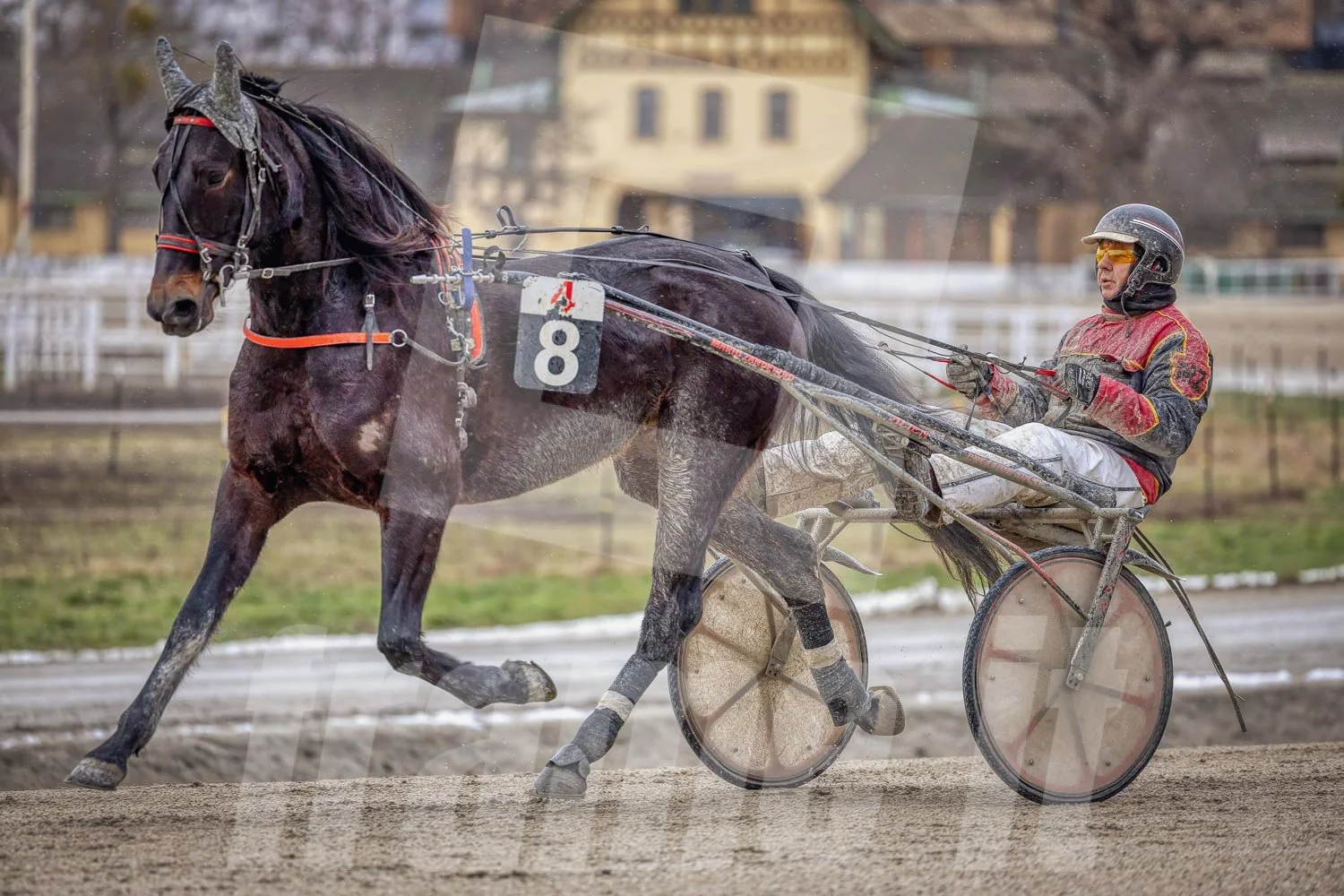 Trabrennpferd mit Trabrennfahrer auf der Pferderennbahn Wien Krieau bei winterlichen Bedingungen.