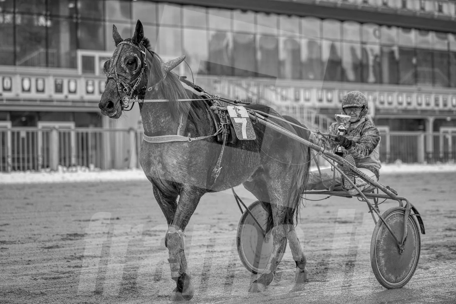 Ein Trabrennpferd mit einem Trabrennfahrer auf der Rennbahn vom Trabrennpark Krieau, schwarz-weiß Fotografie.