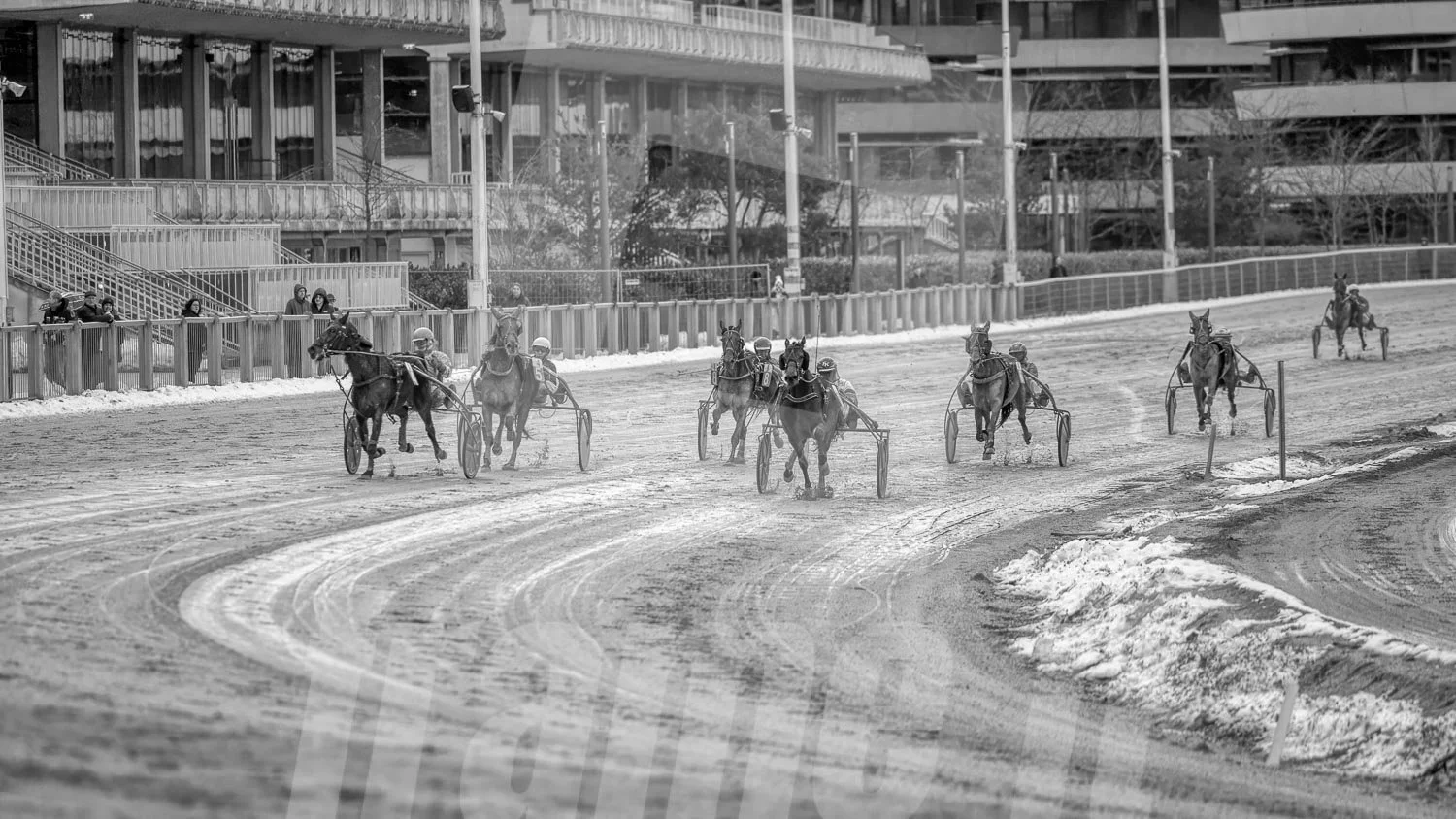 Schwarz-weiss Foto eines Trabrennpferdes, mit einem Trabrennfahrer auf der Trabrennbahn in der Wiener Krieau.