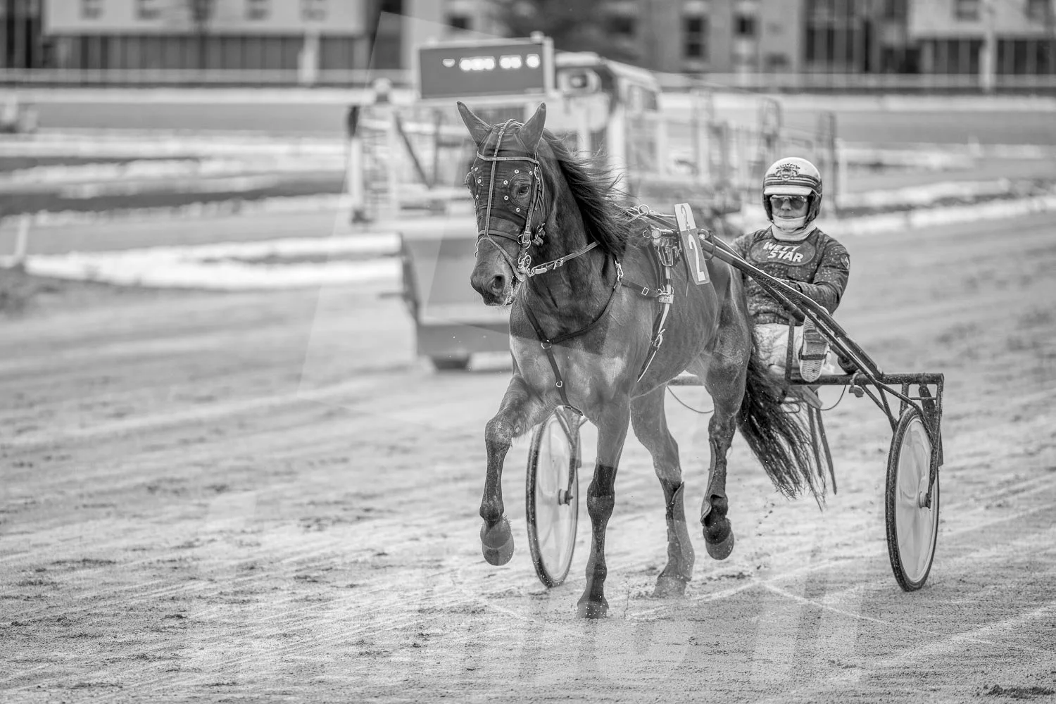 Ein Trabrennpferd mit einem Trabrennfahrer auf der Rennbahn vom Trabrennpark Krieau.