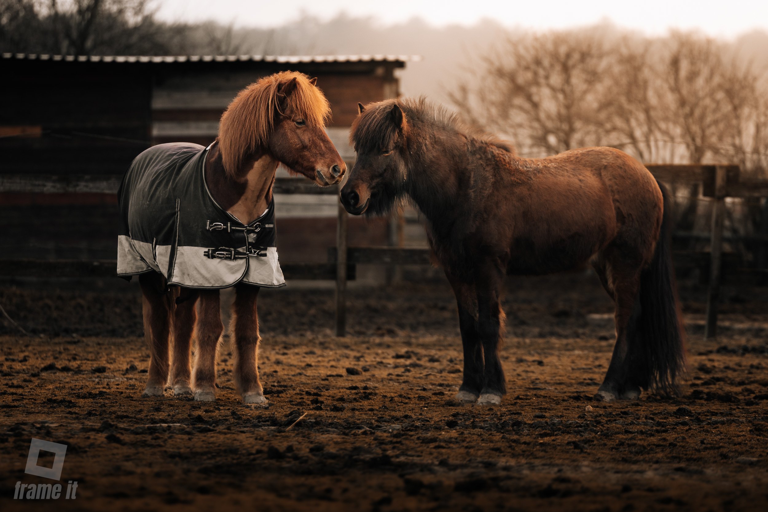 Zwei Islandpferde stehen sich im Stall gegenüber, Sonnenuntergangsstimmung.